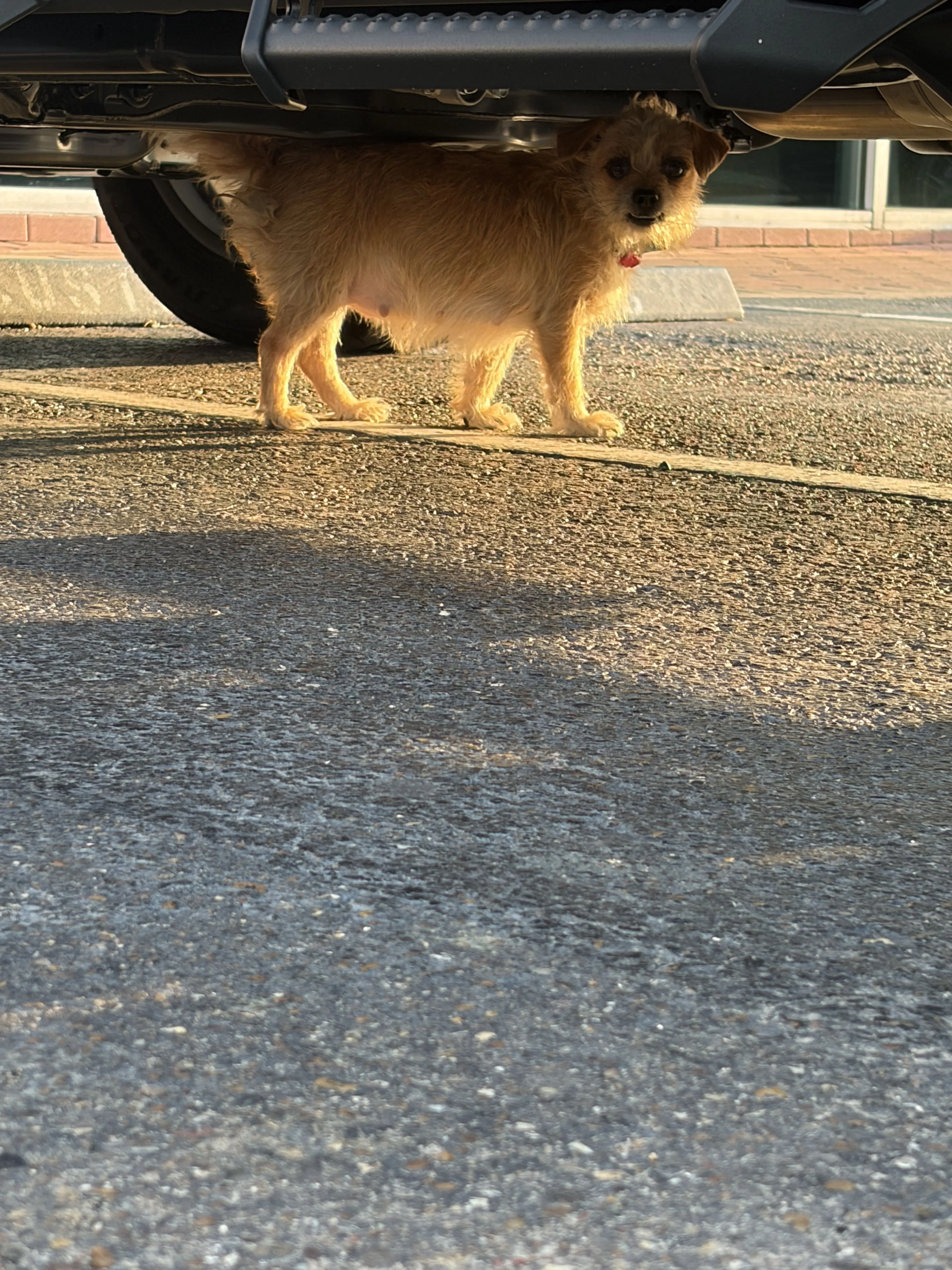 Lost pet-0