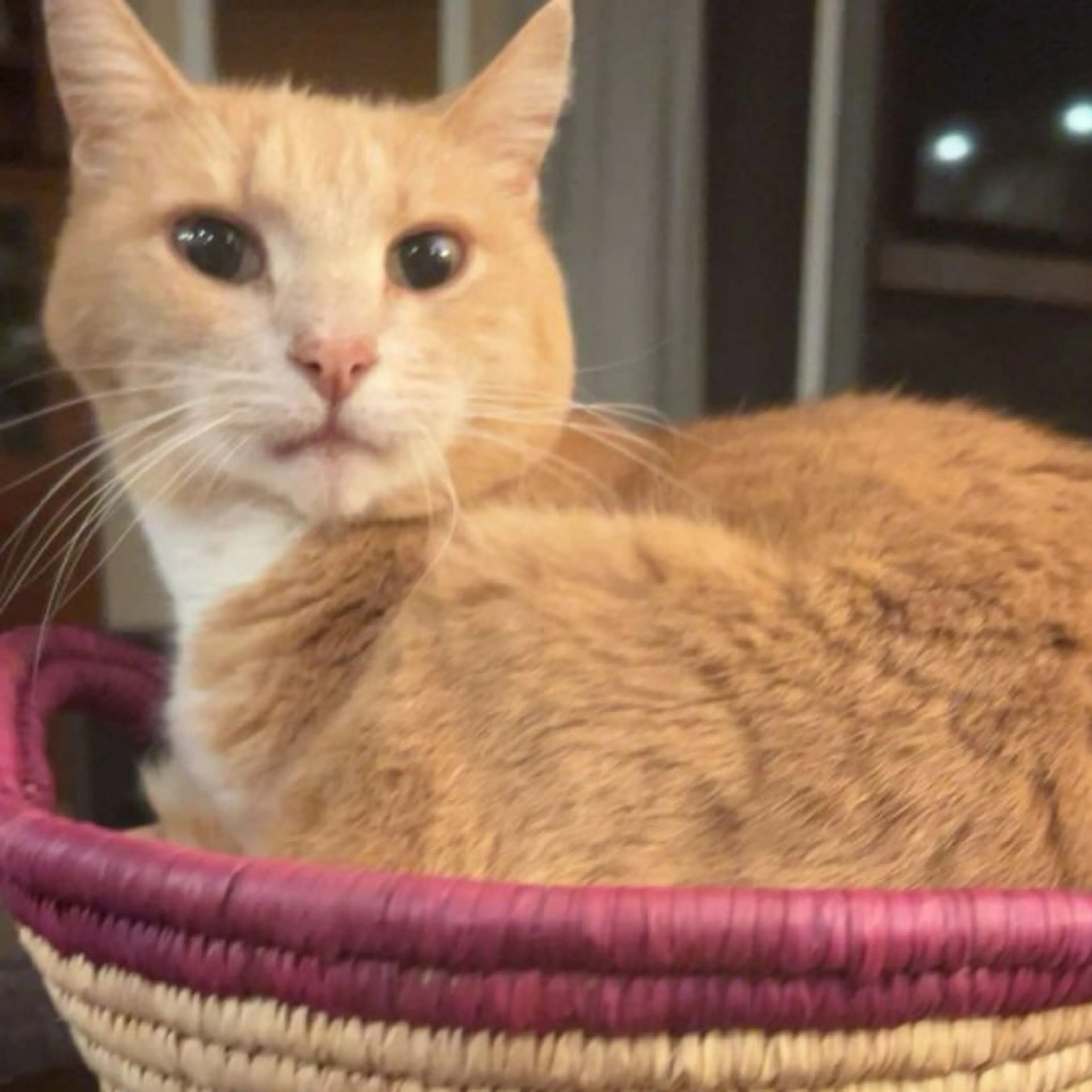Lost pet-0