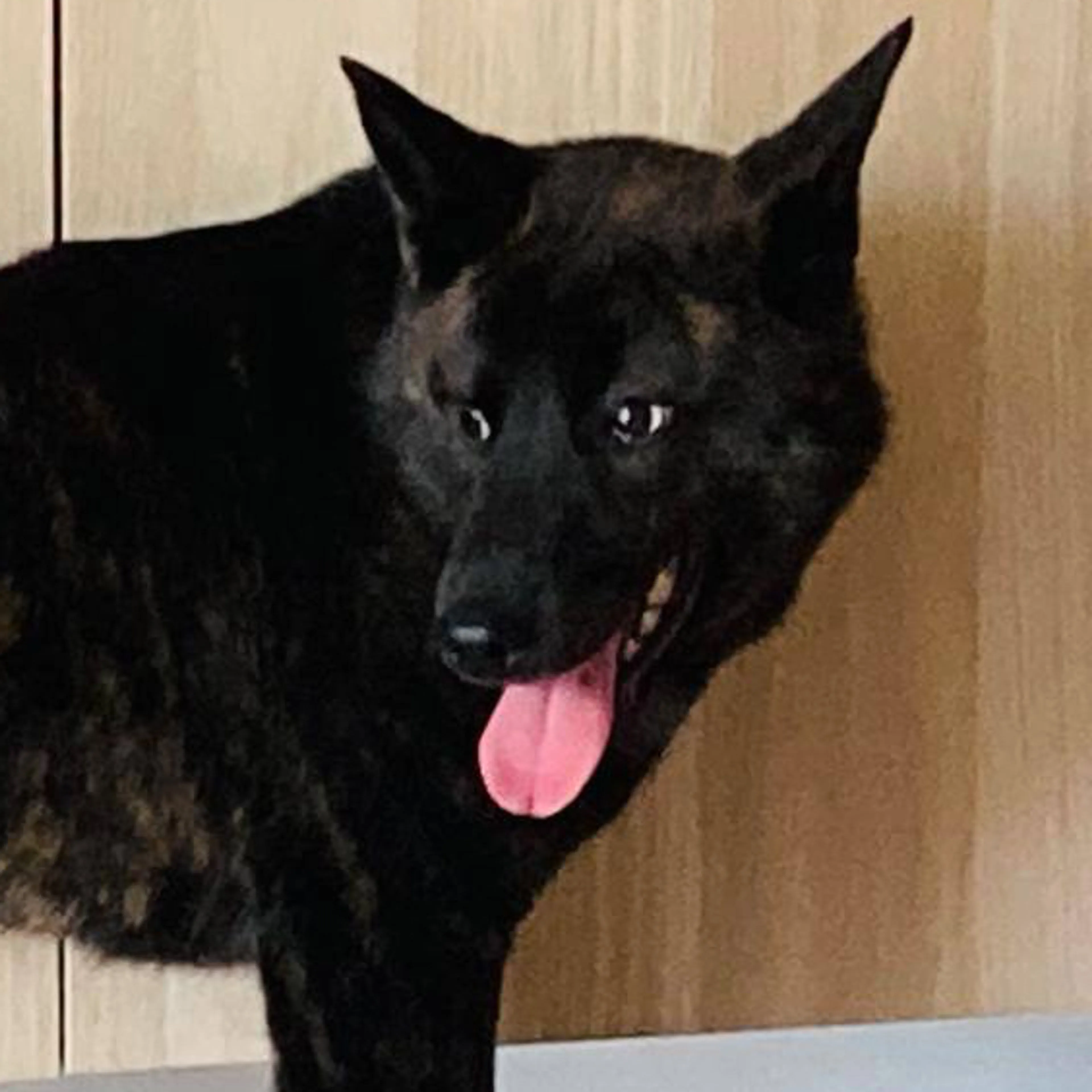 Lost pet-2
