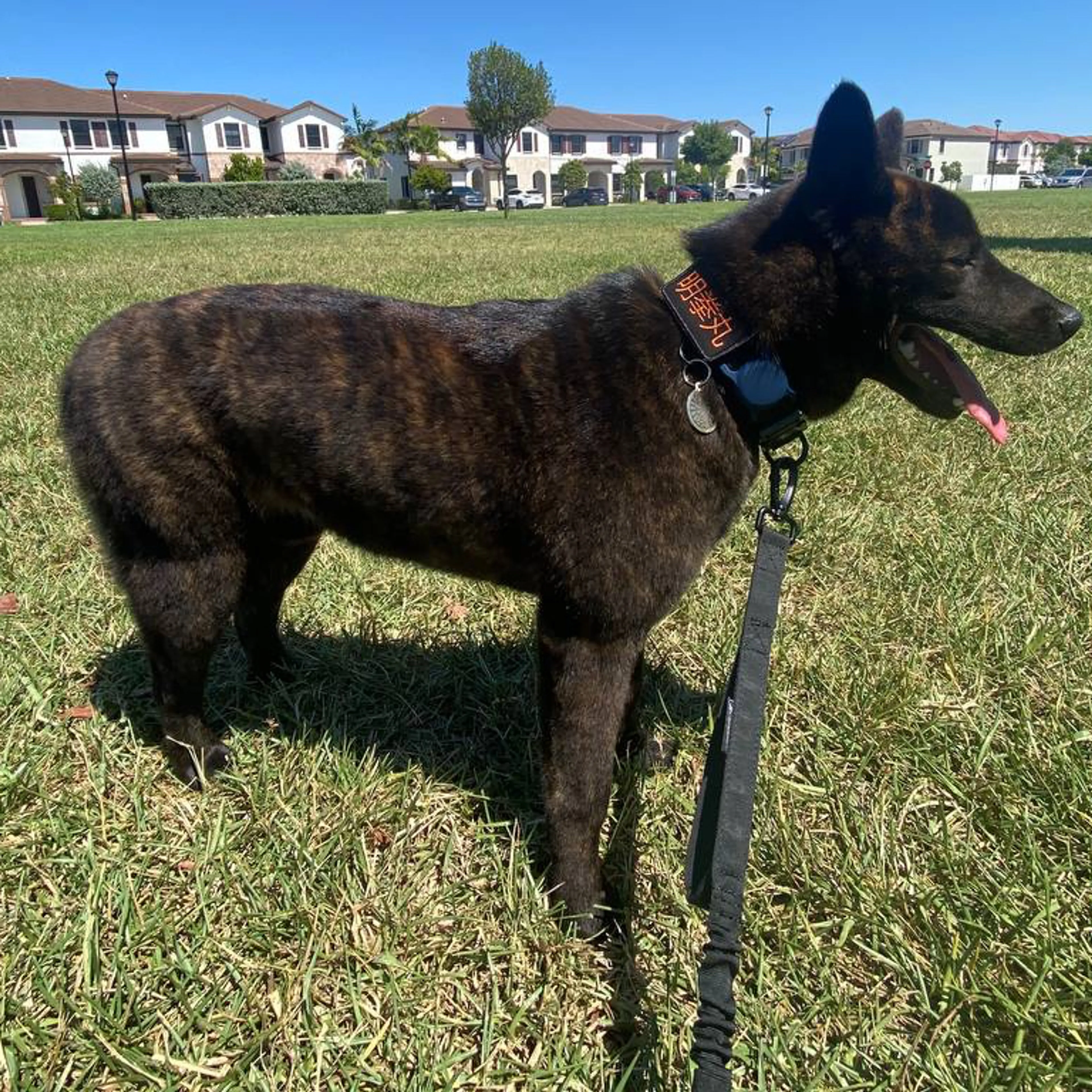 Lost pet-1