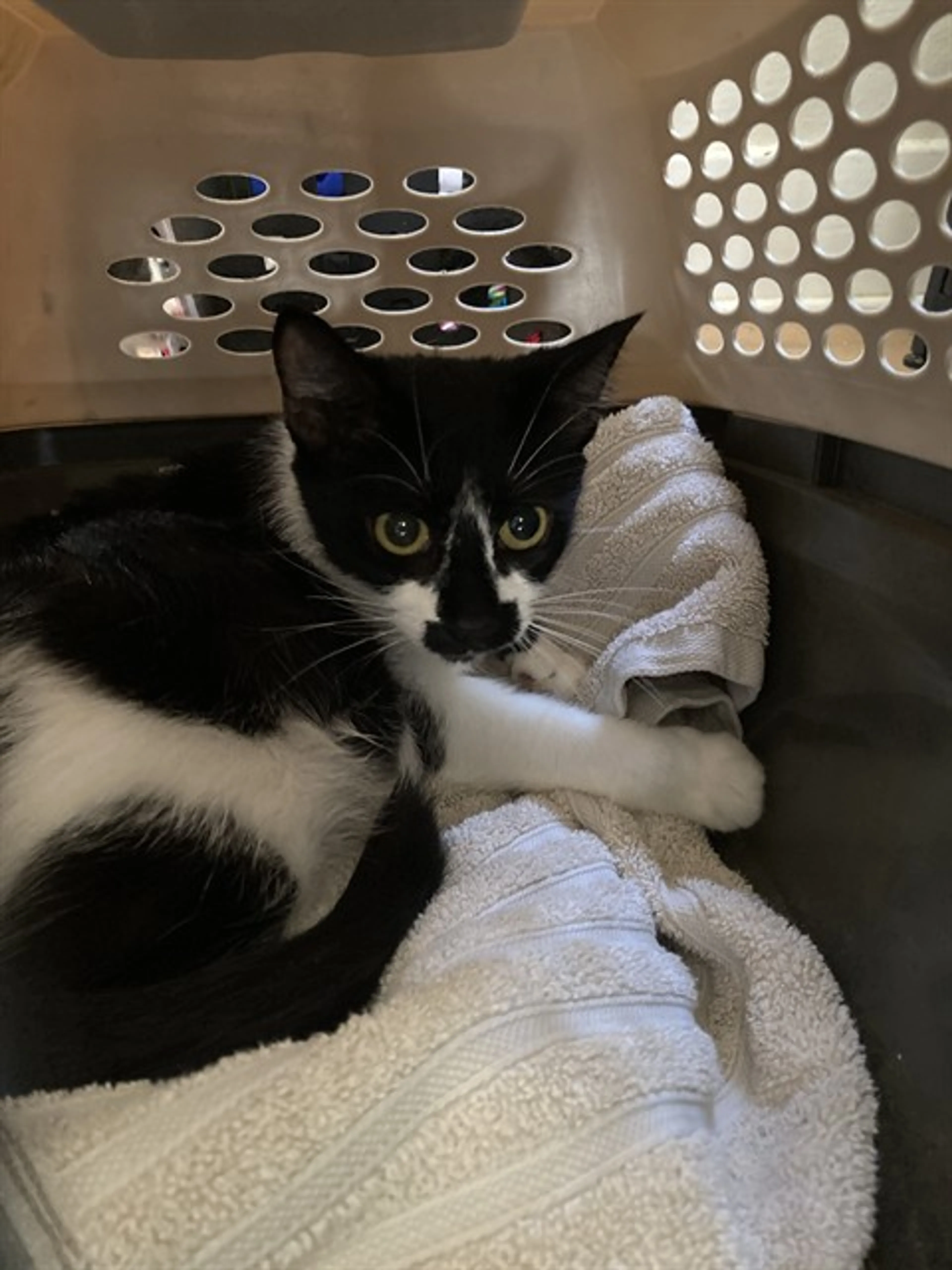 Found pet