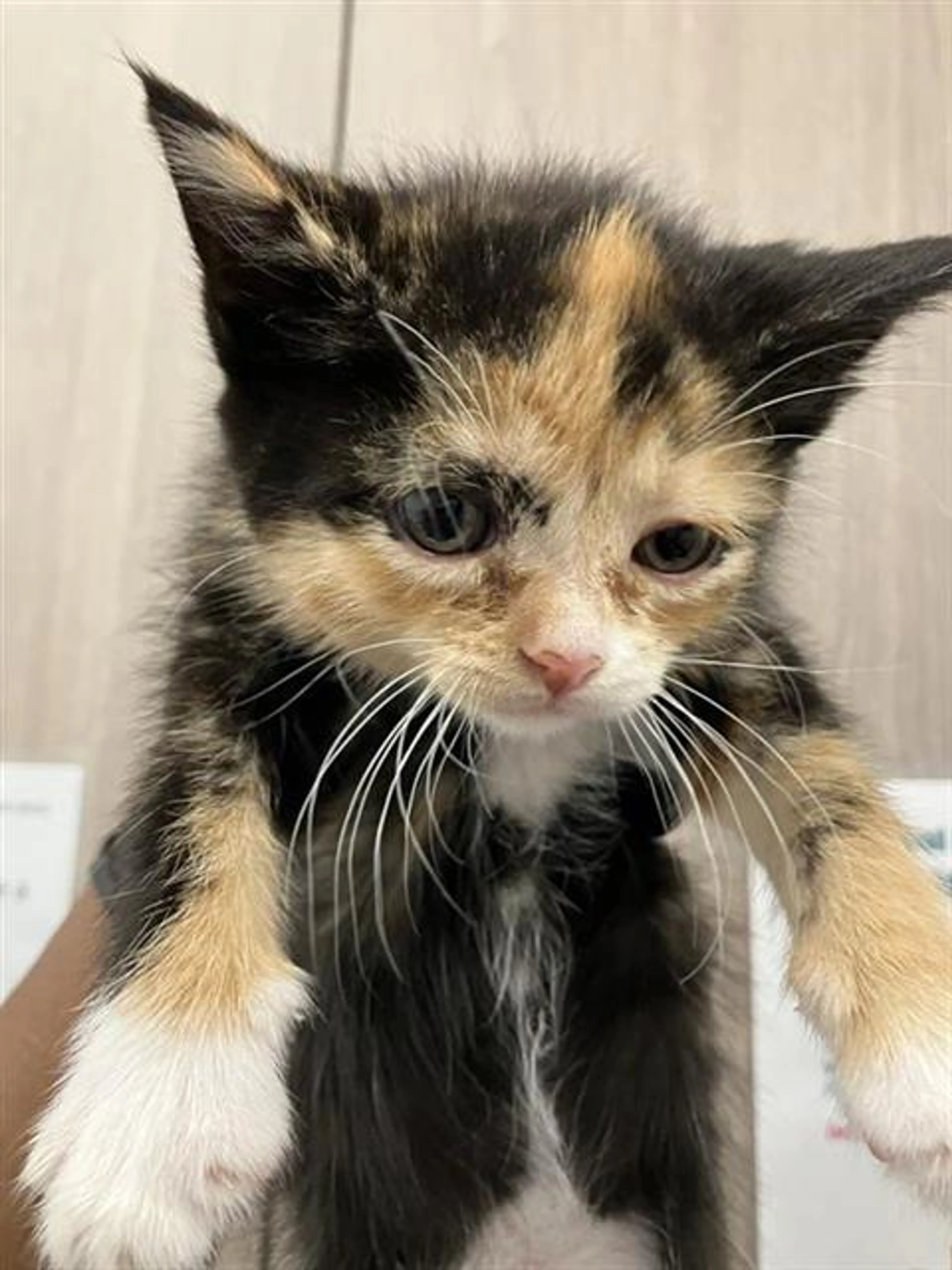 Found pet