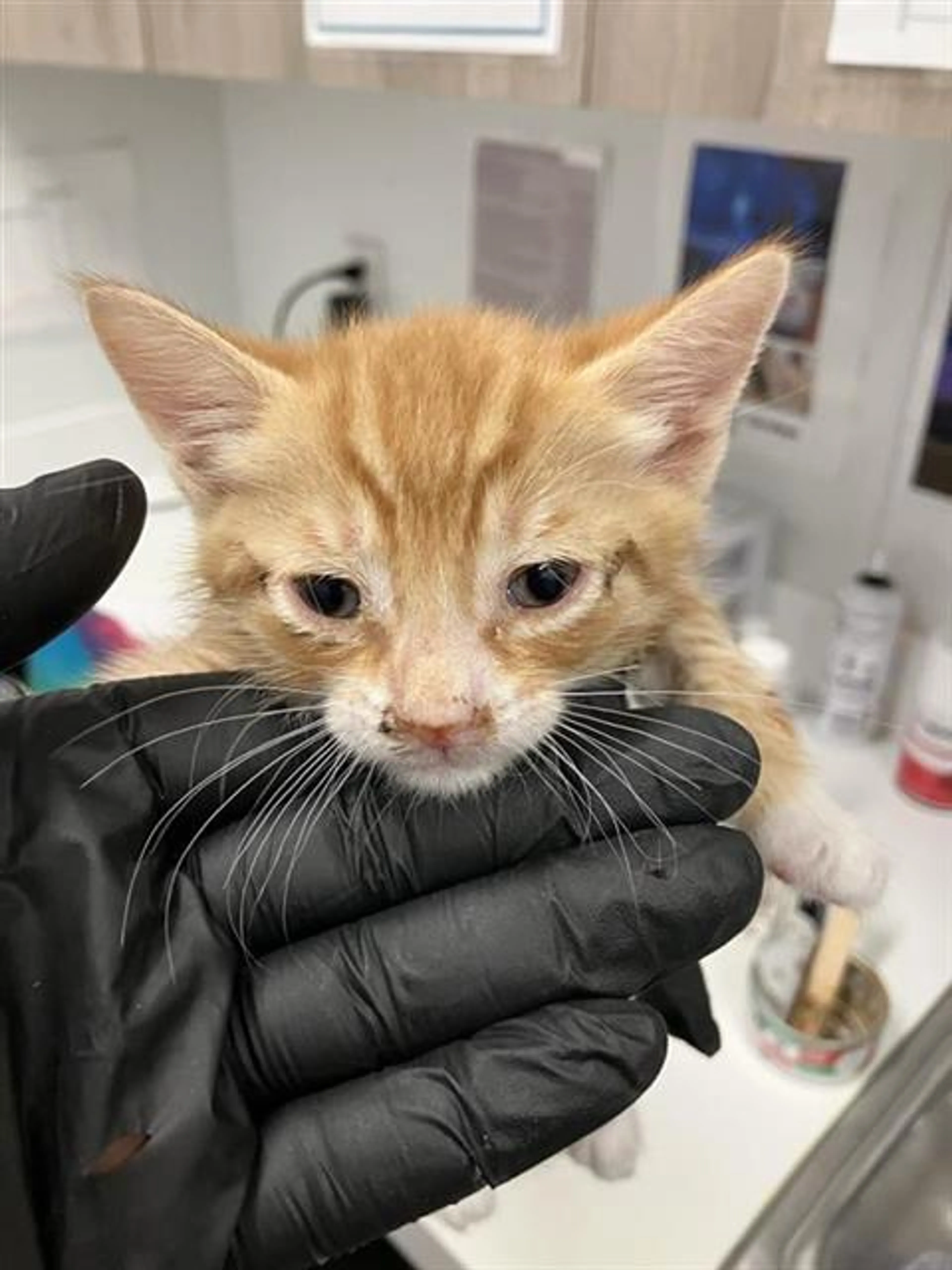 Found pet