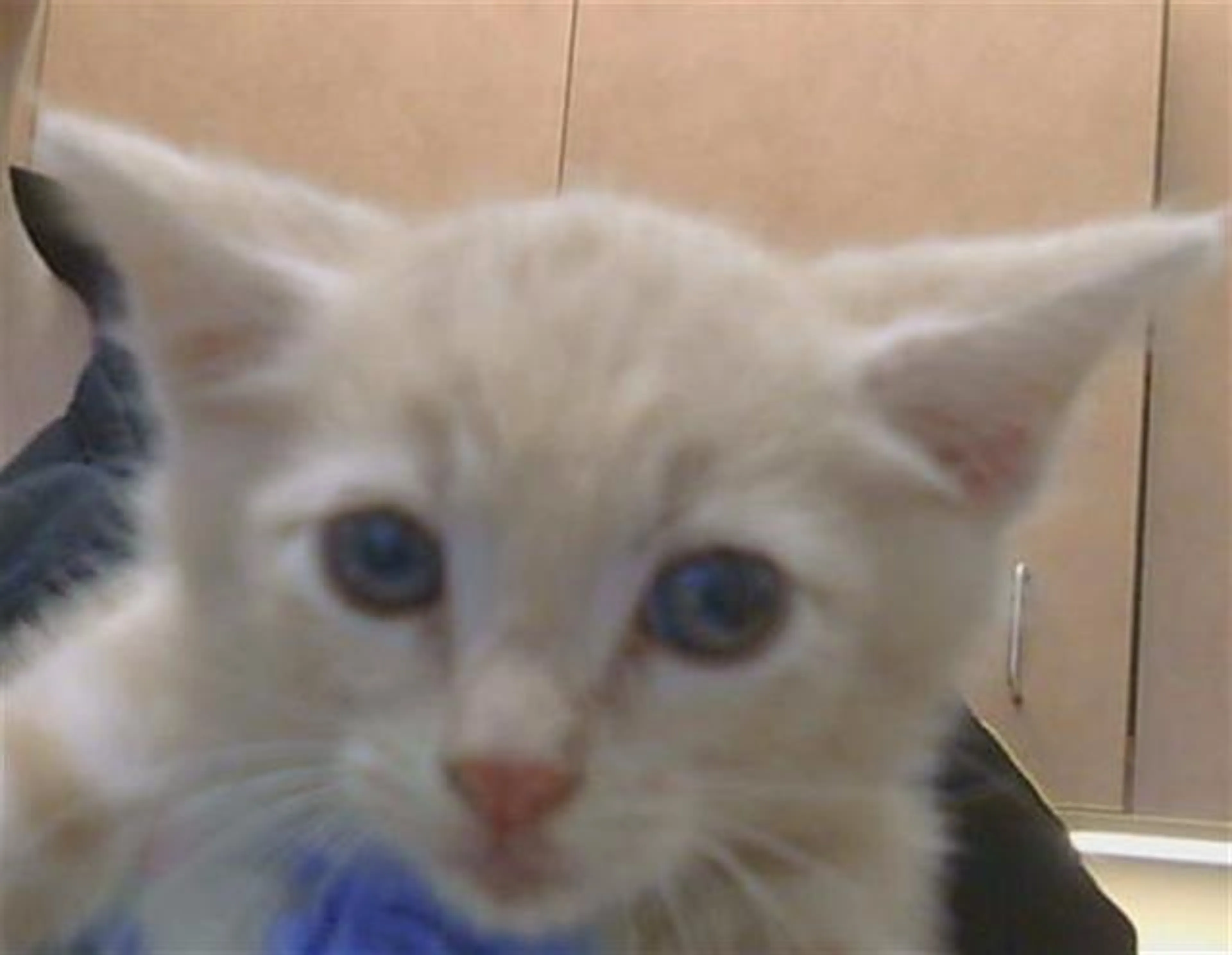 Found pet