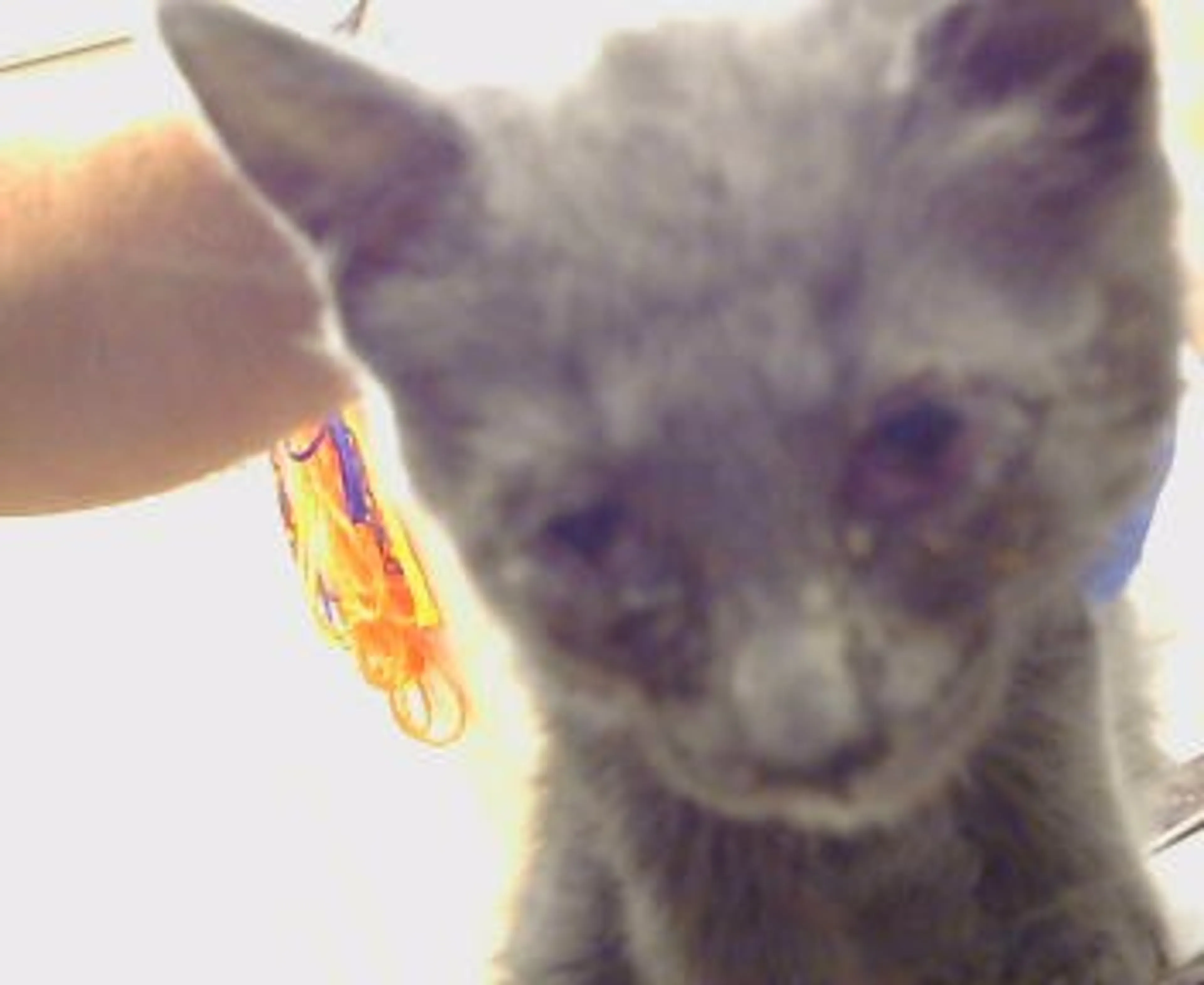 Found pet