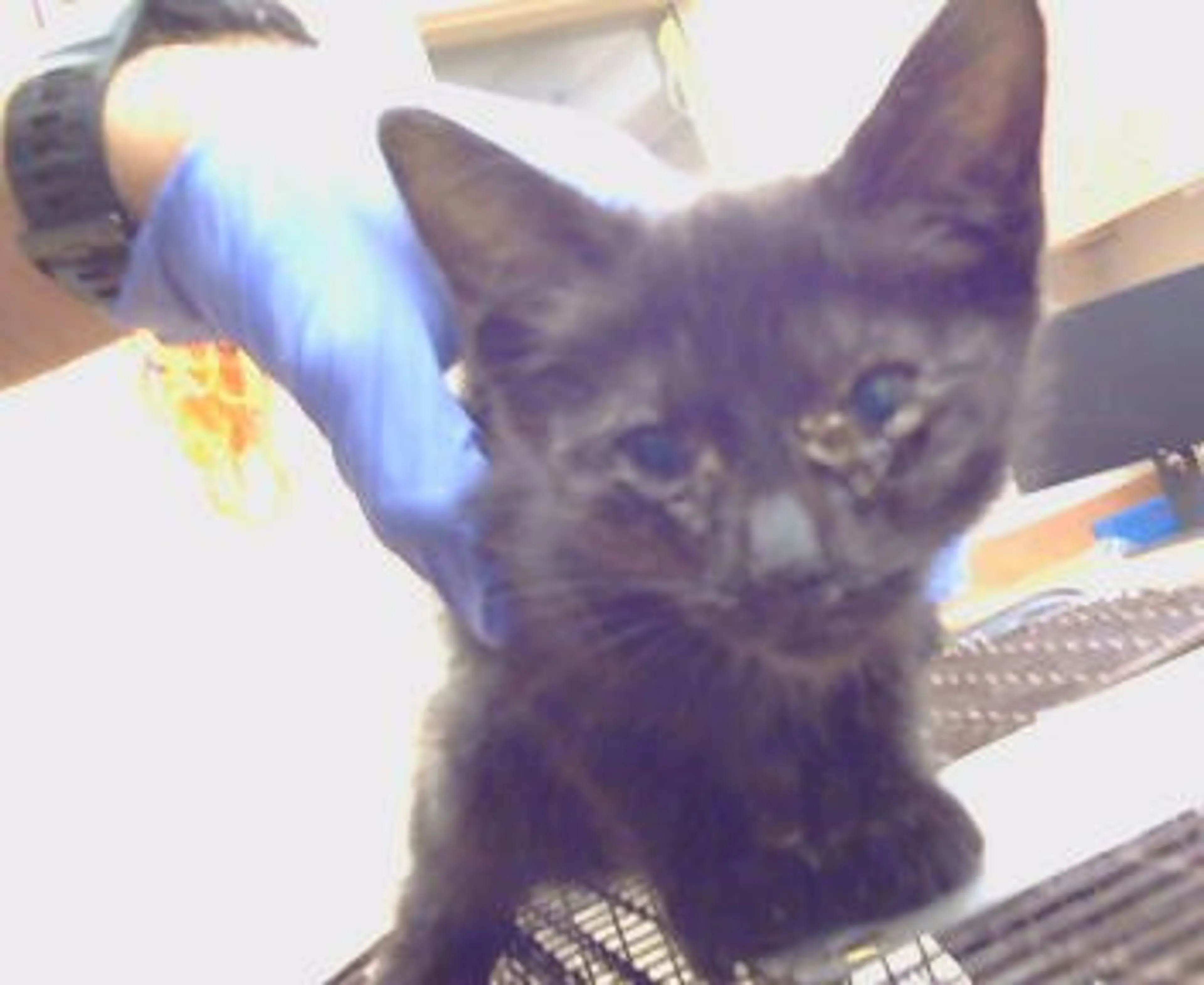 Found pet