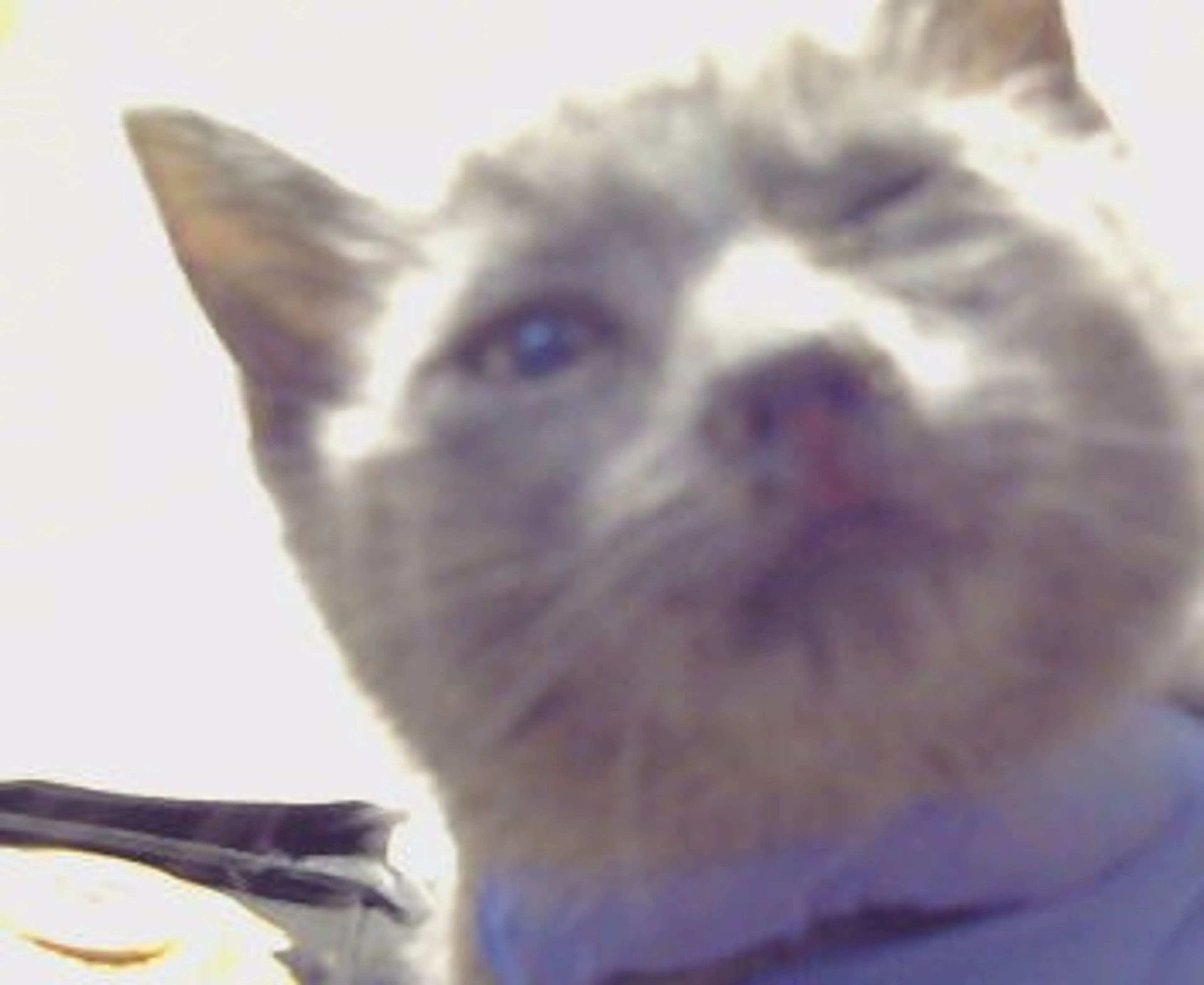 Found pet