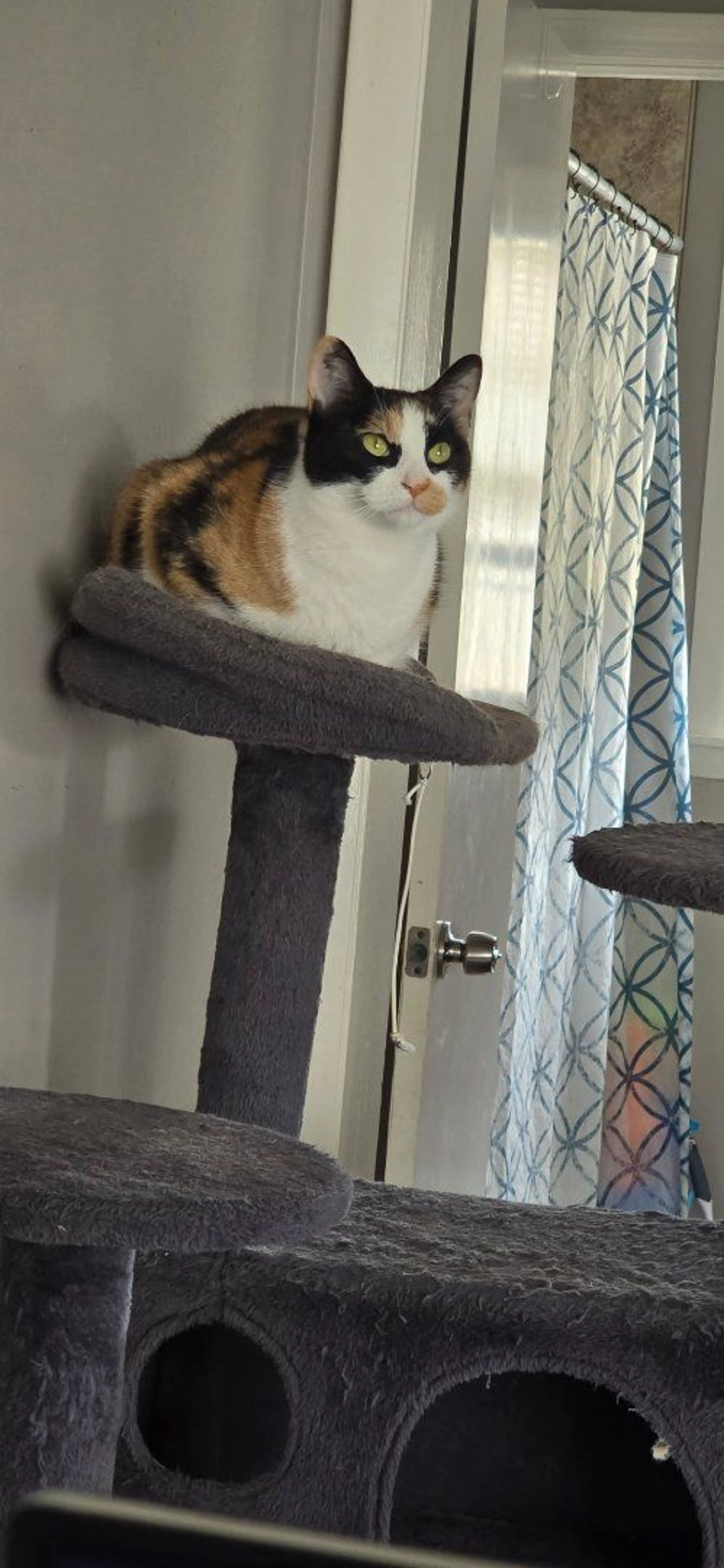 Lost pet-0