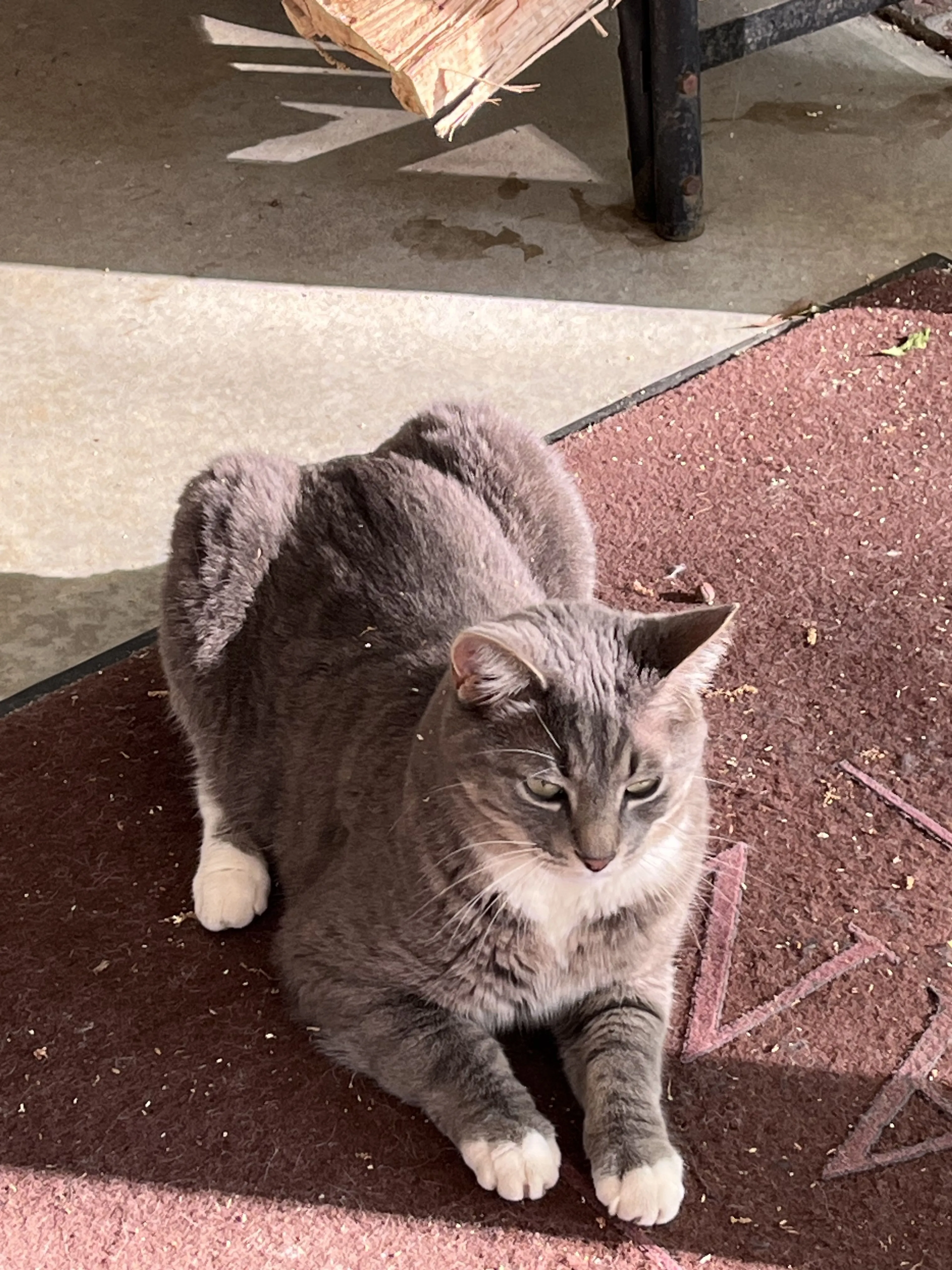 Lost pet-3