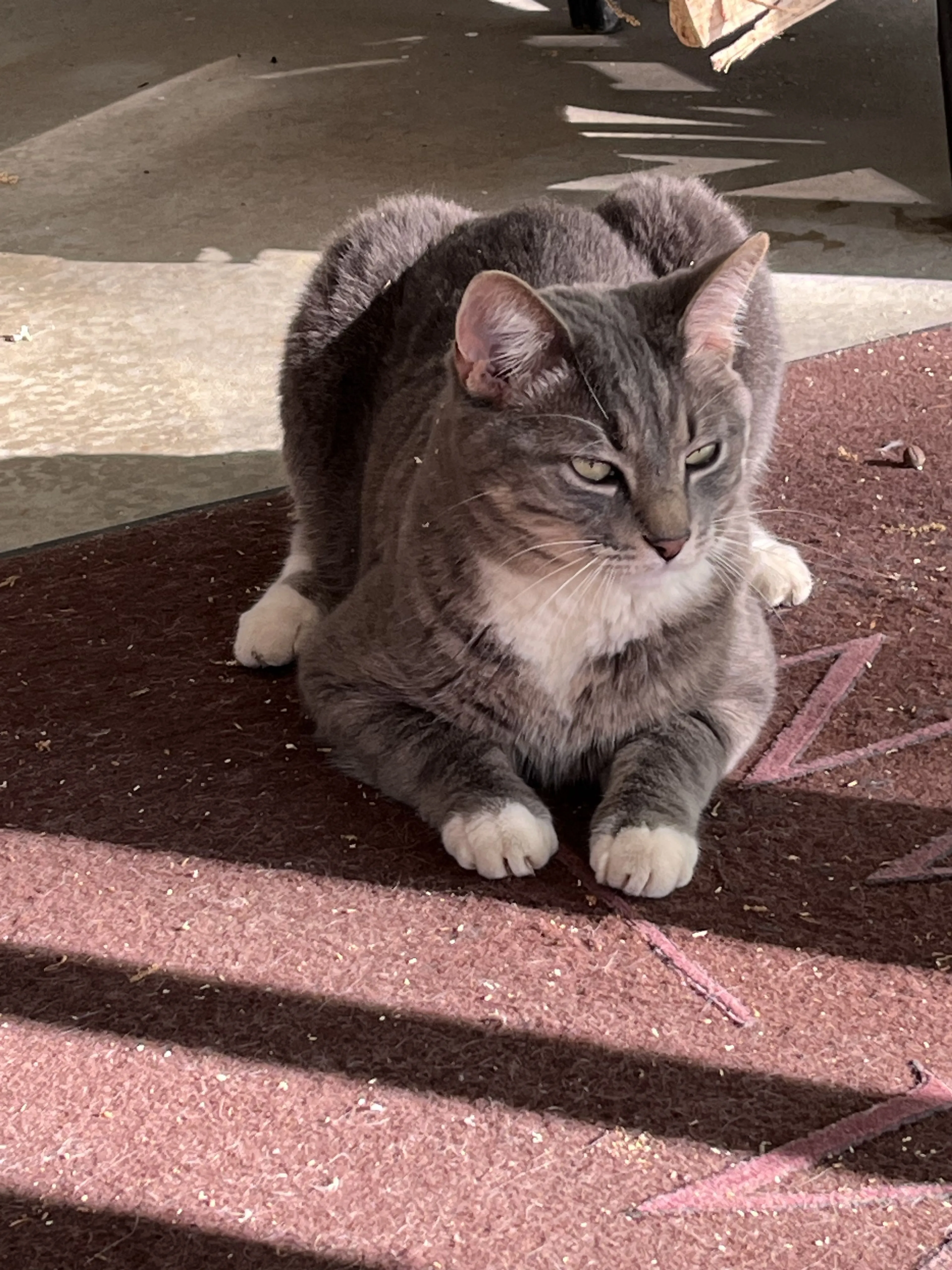 Lost pet-1