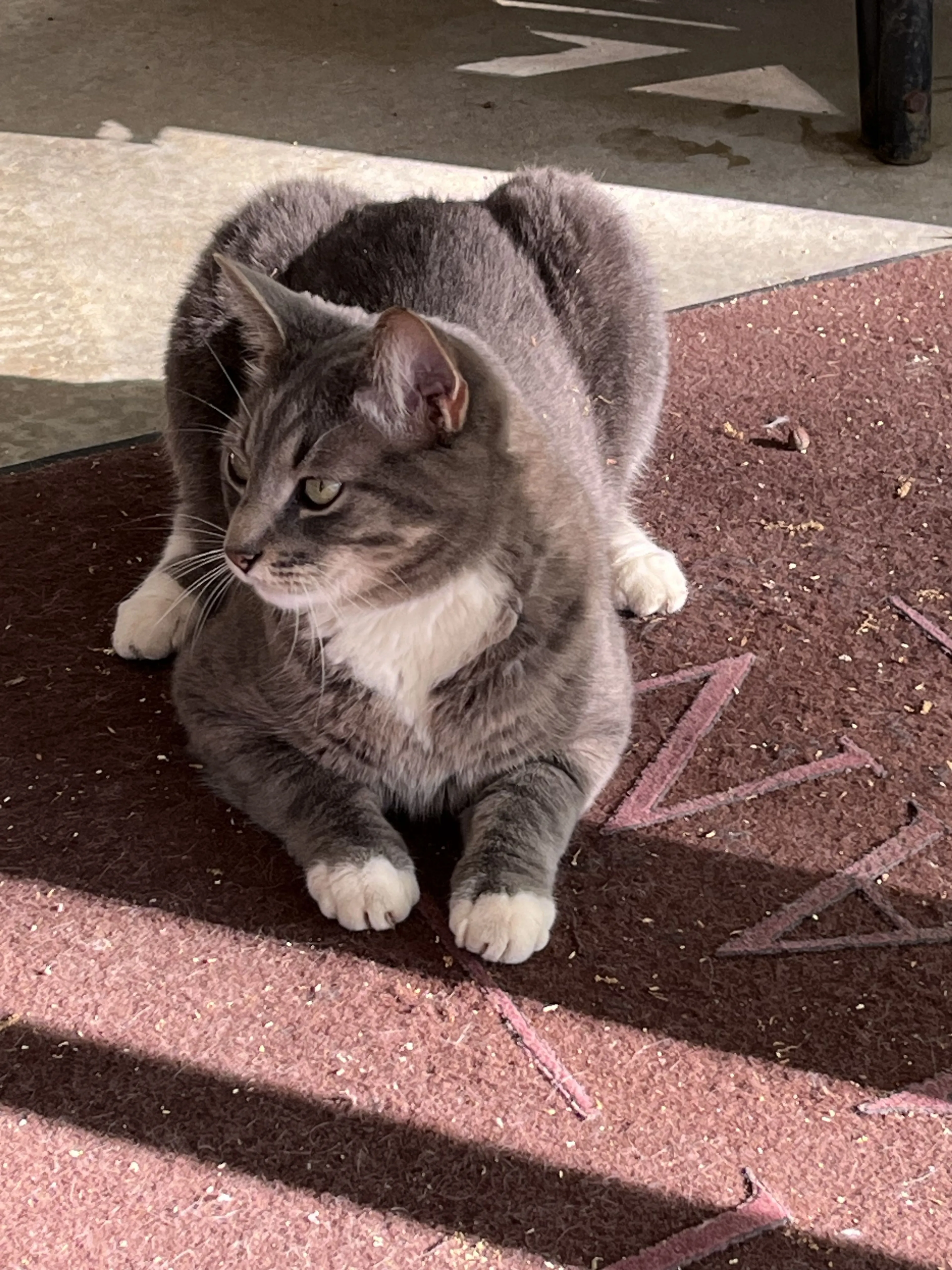 Lost pet-0