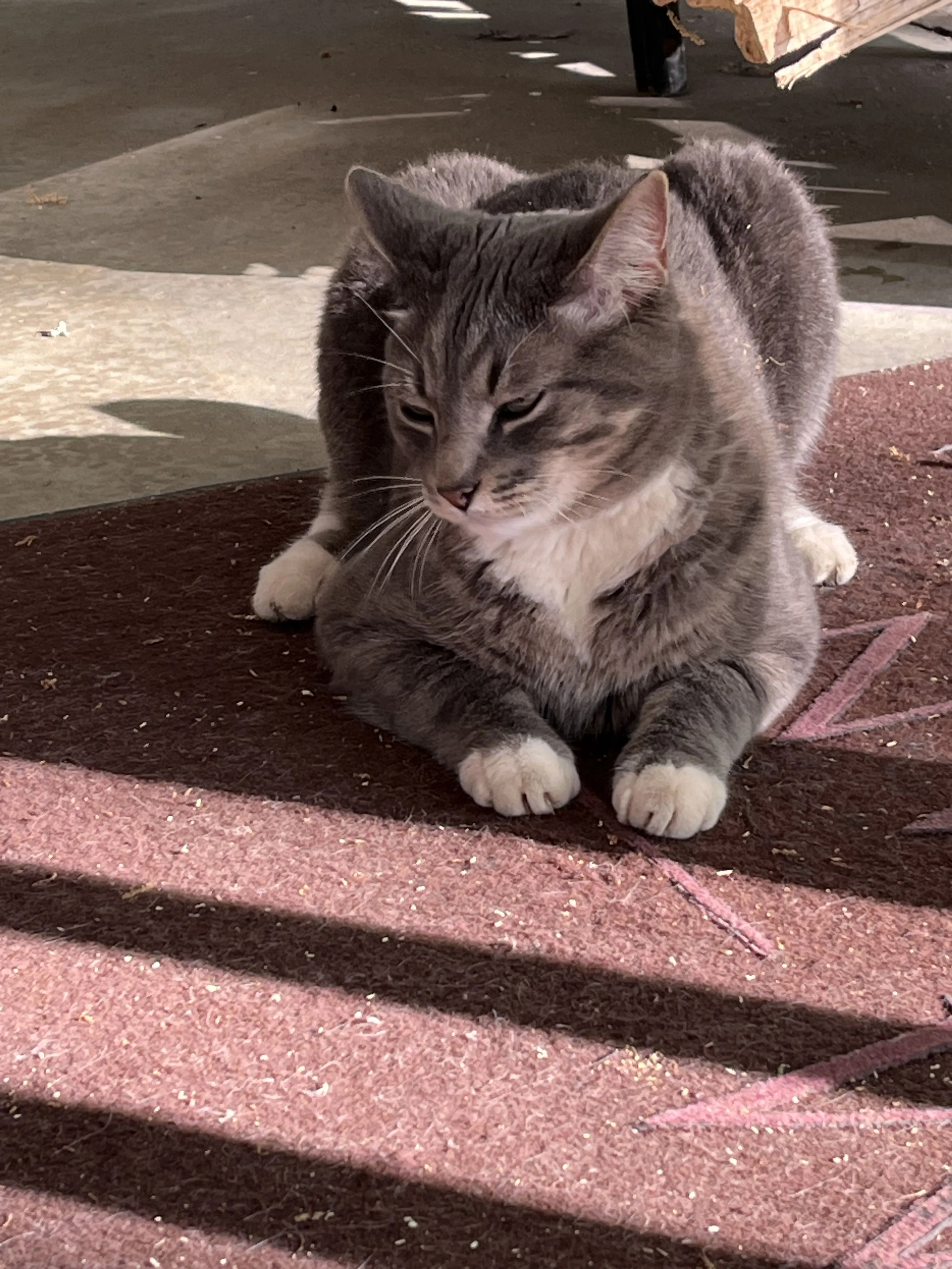 Lost pet-2