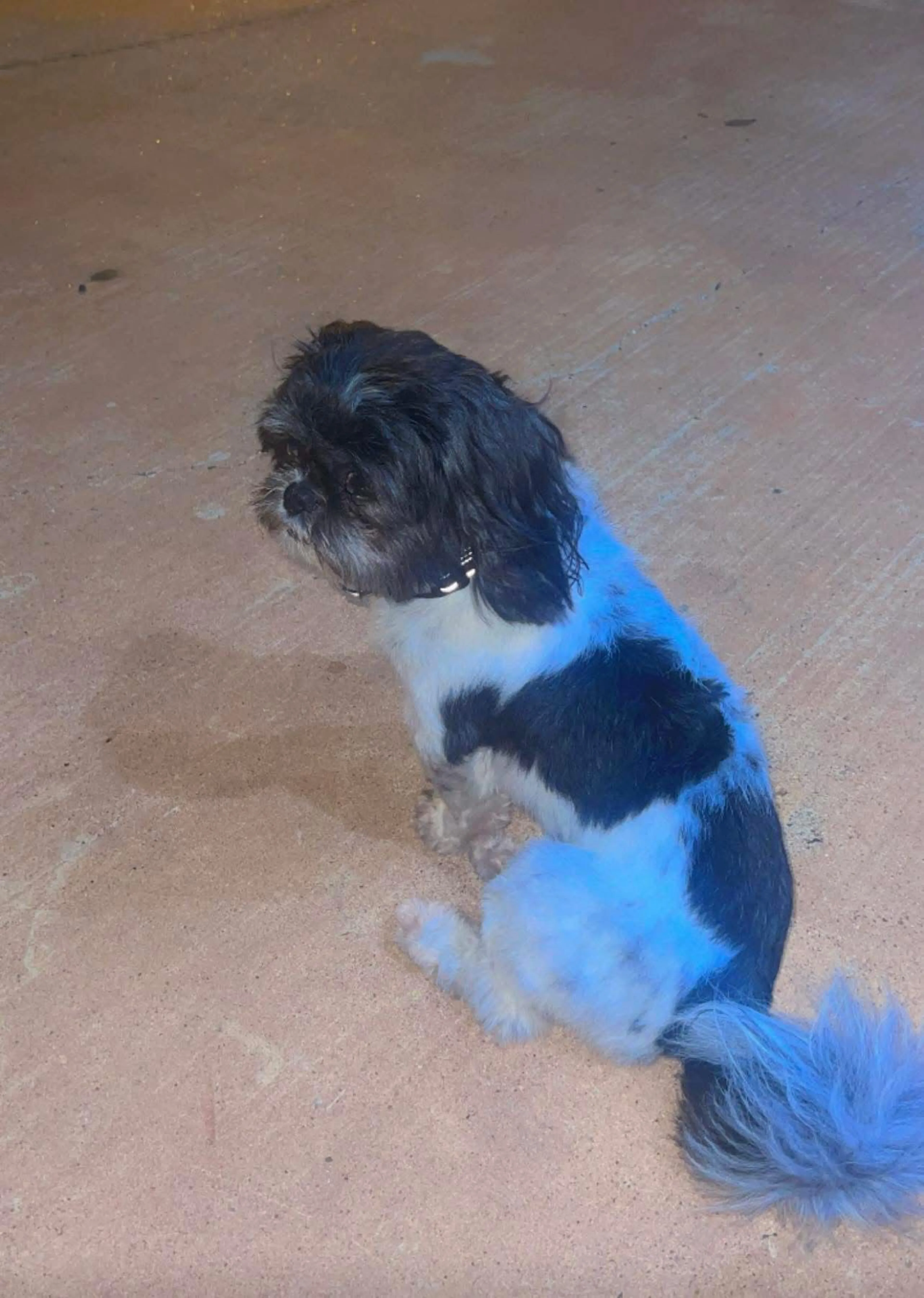 Lost pet