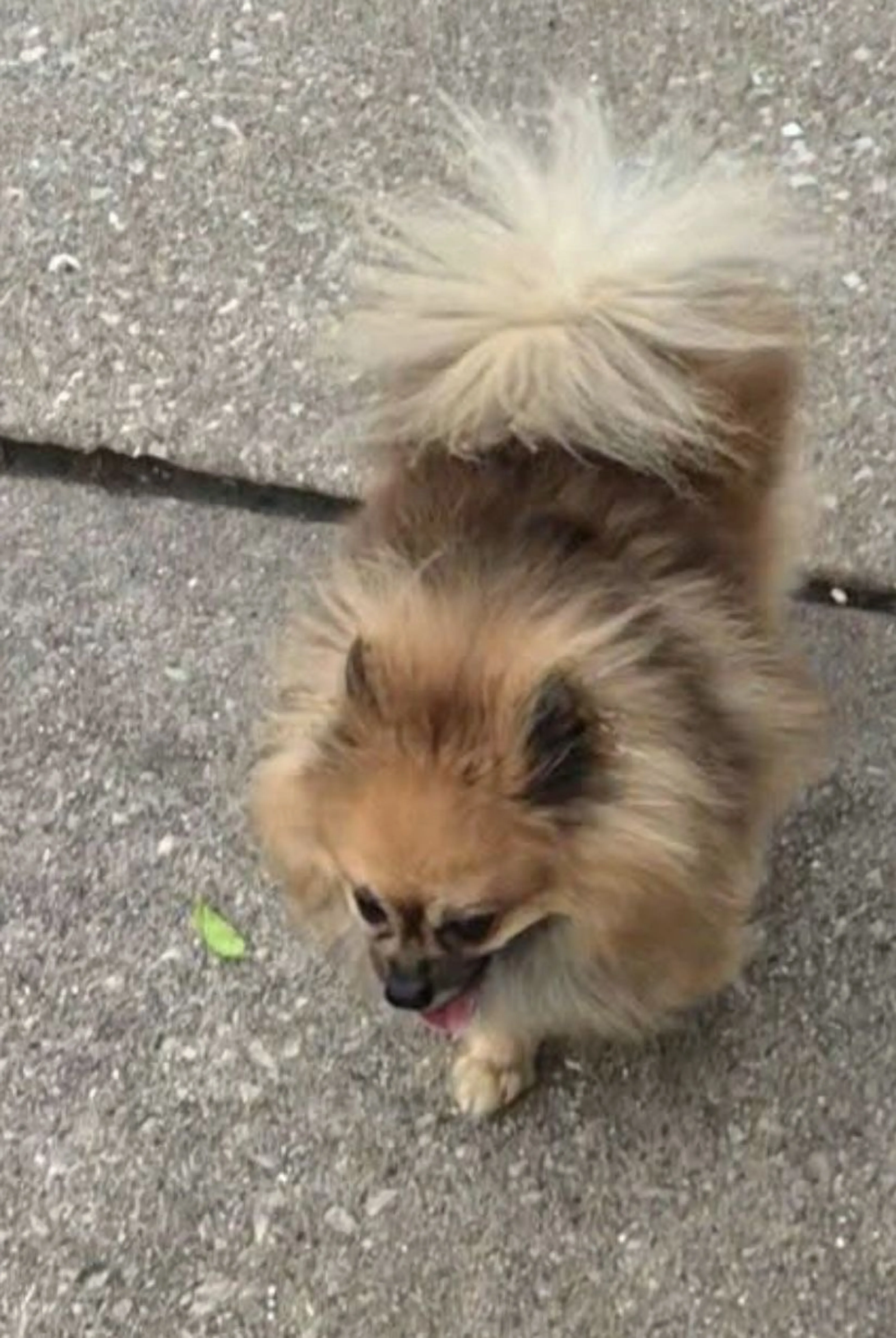 Lost pet