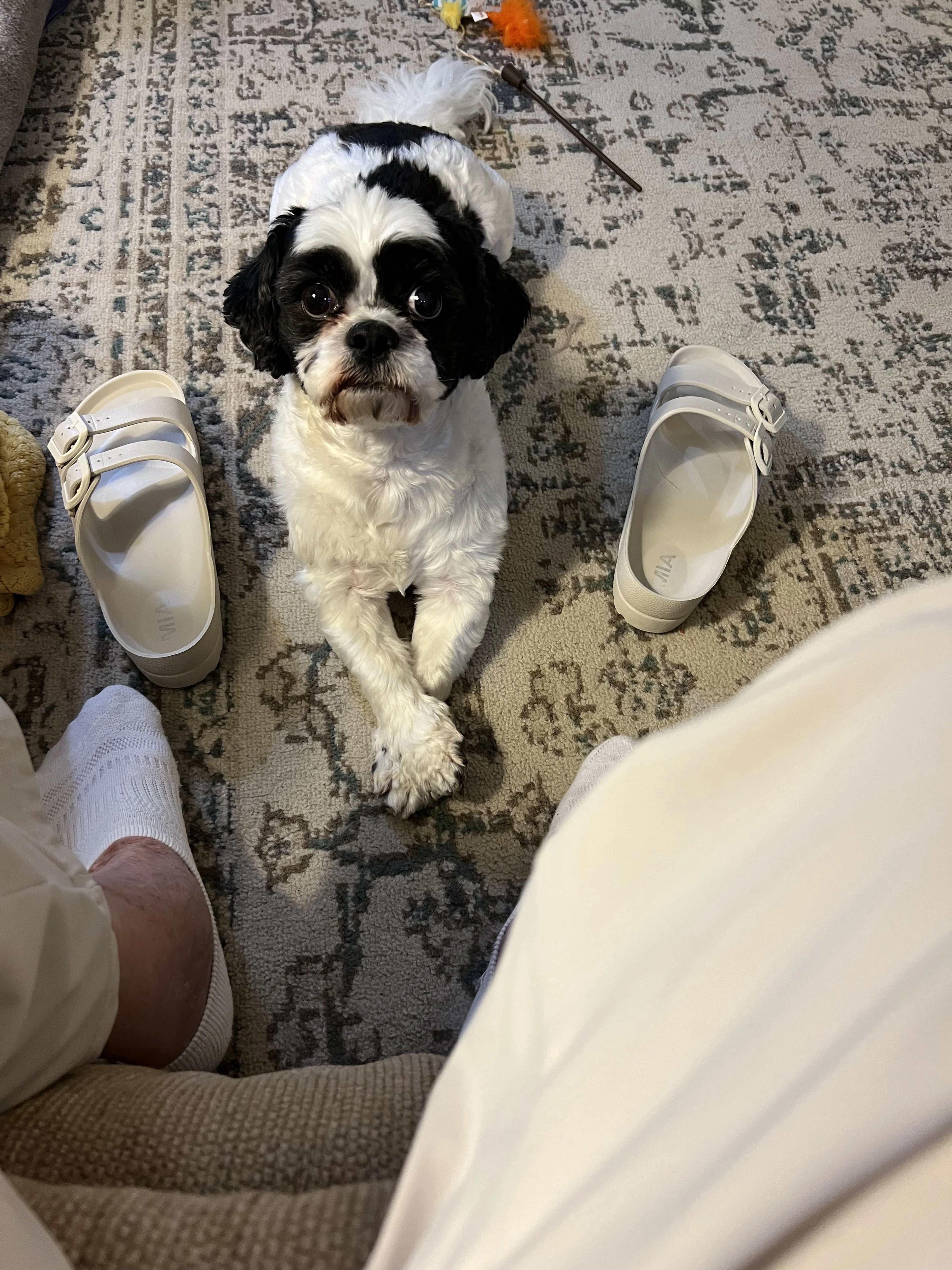 Lost pet-2