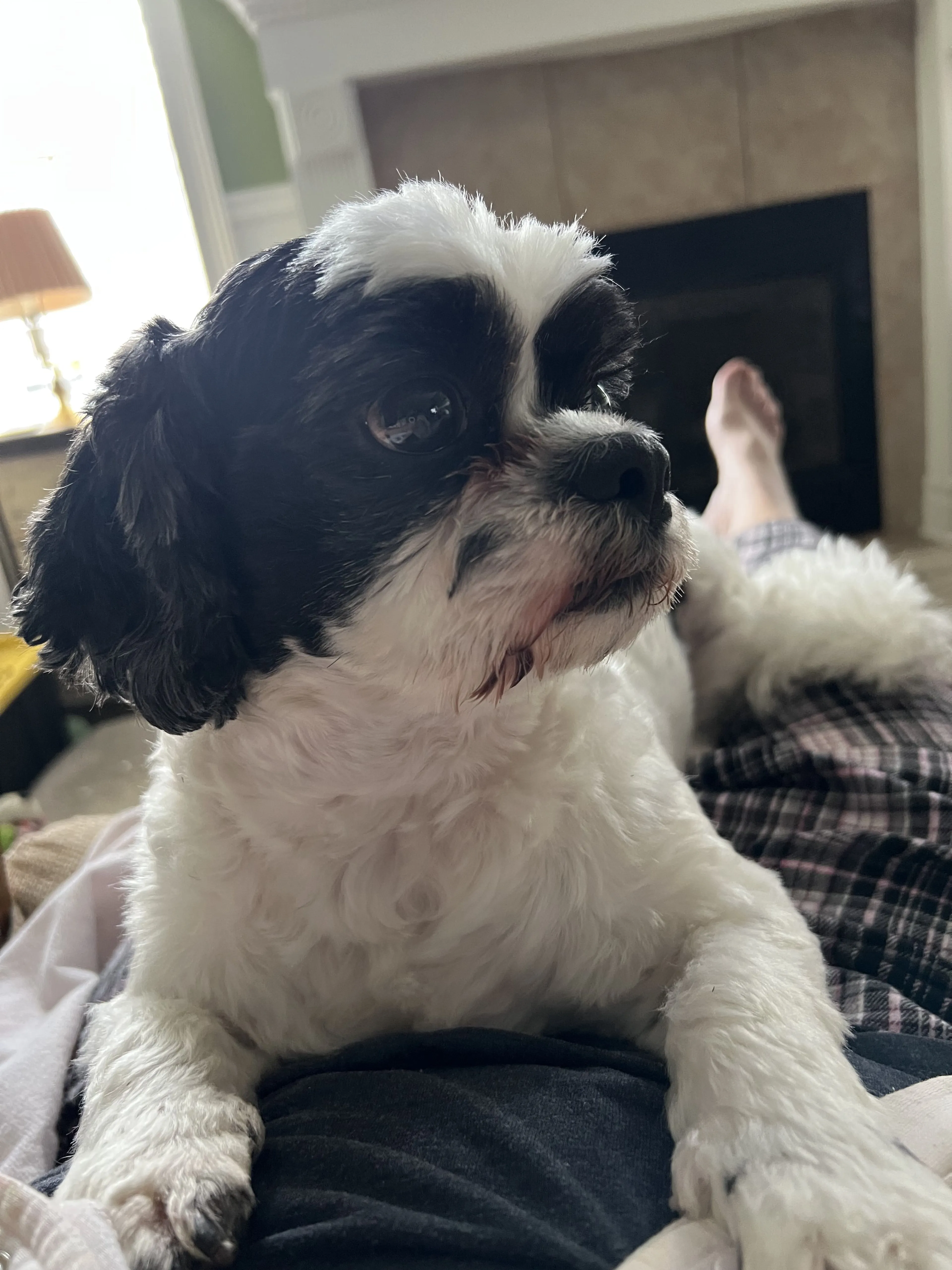 Lost pet-1