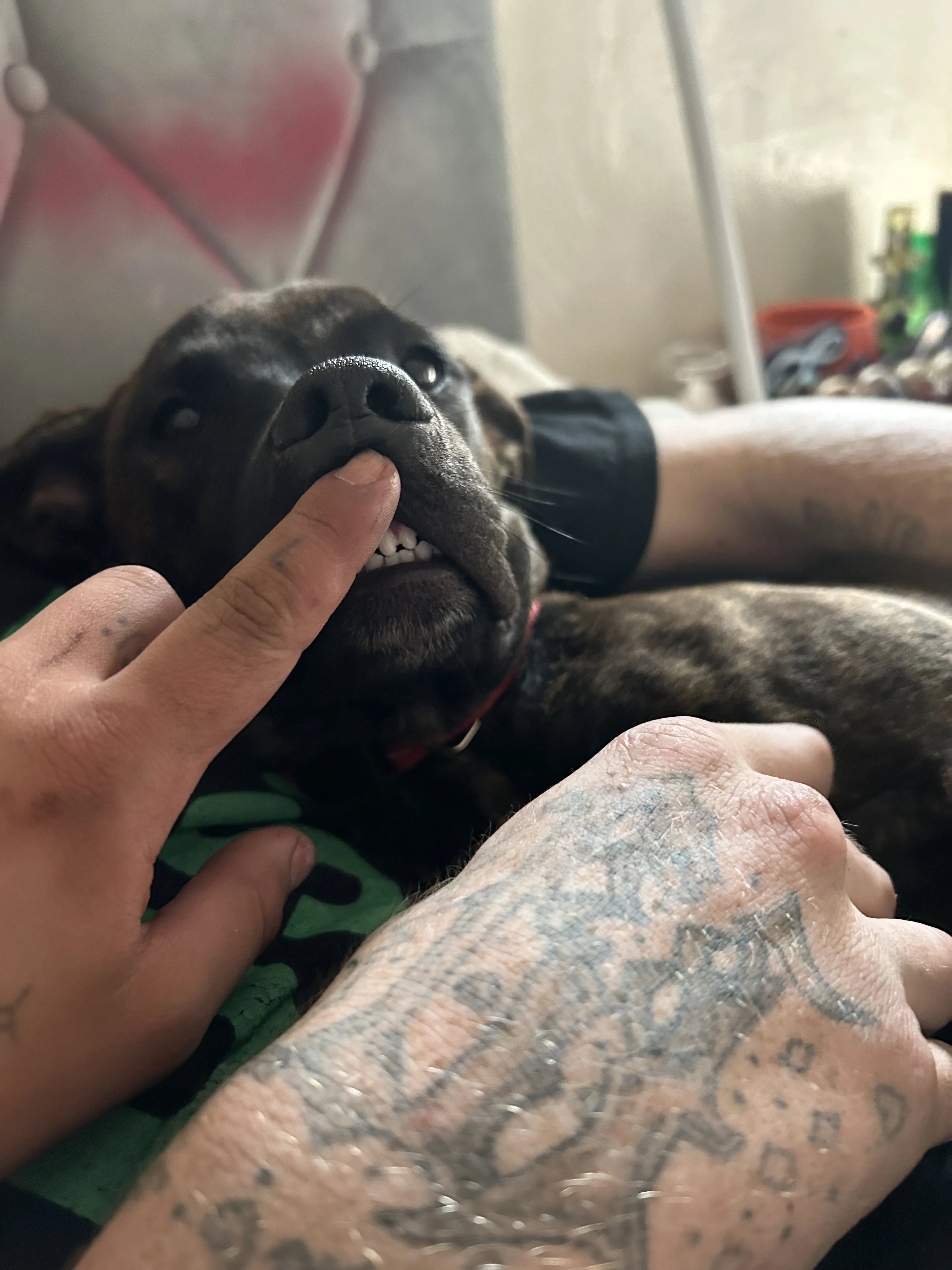 Lost pet