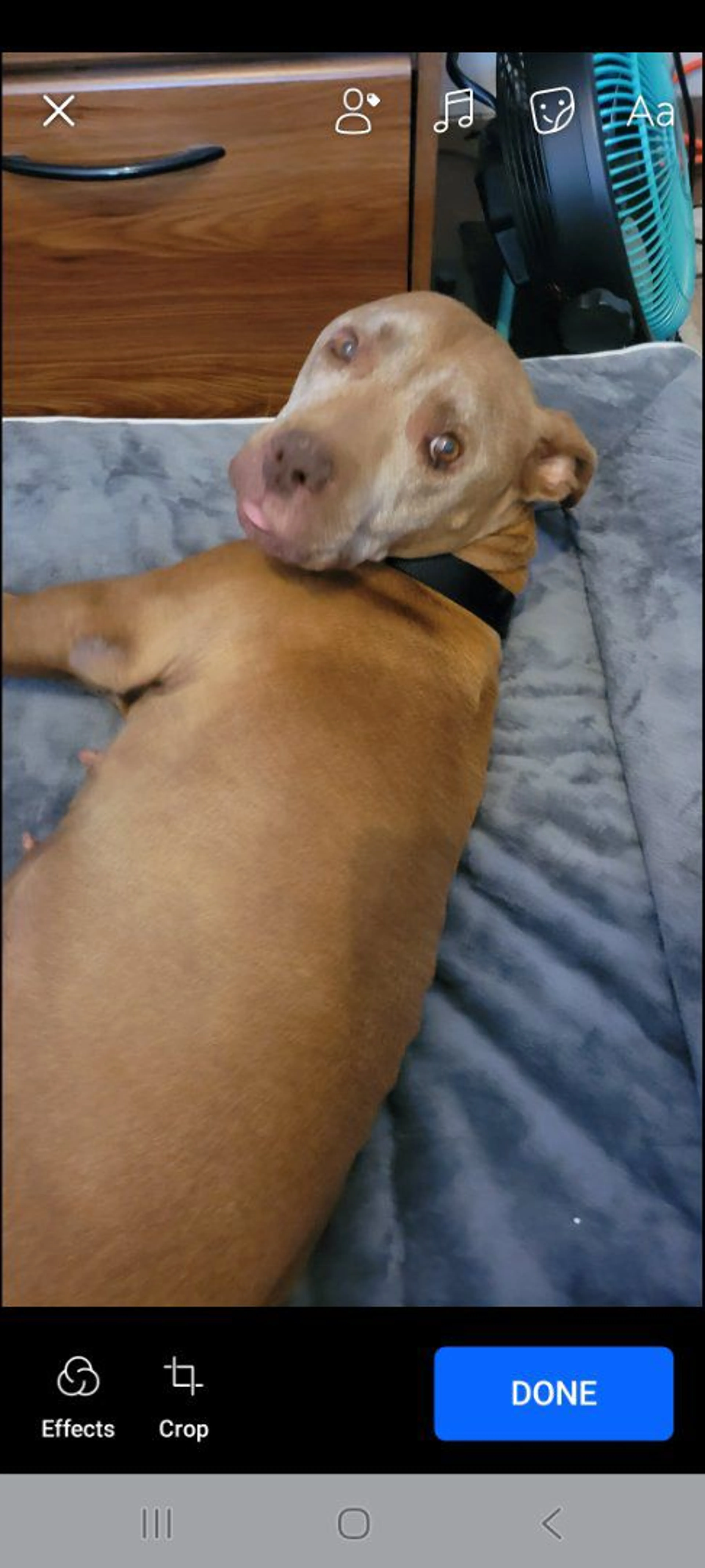 Lost pet