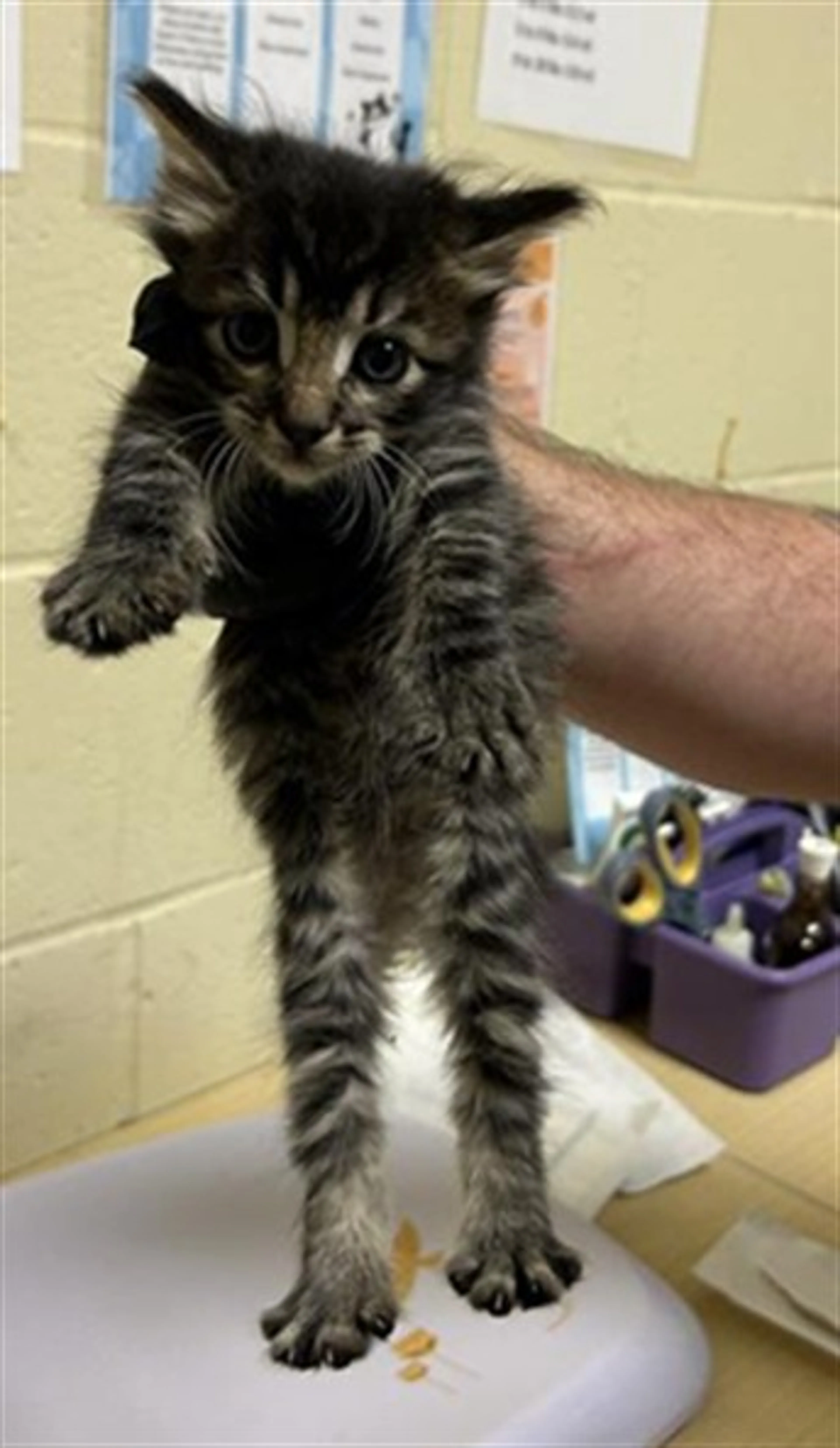 Found pet