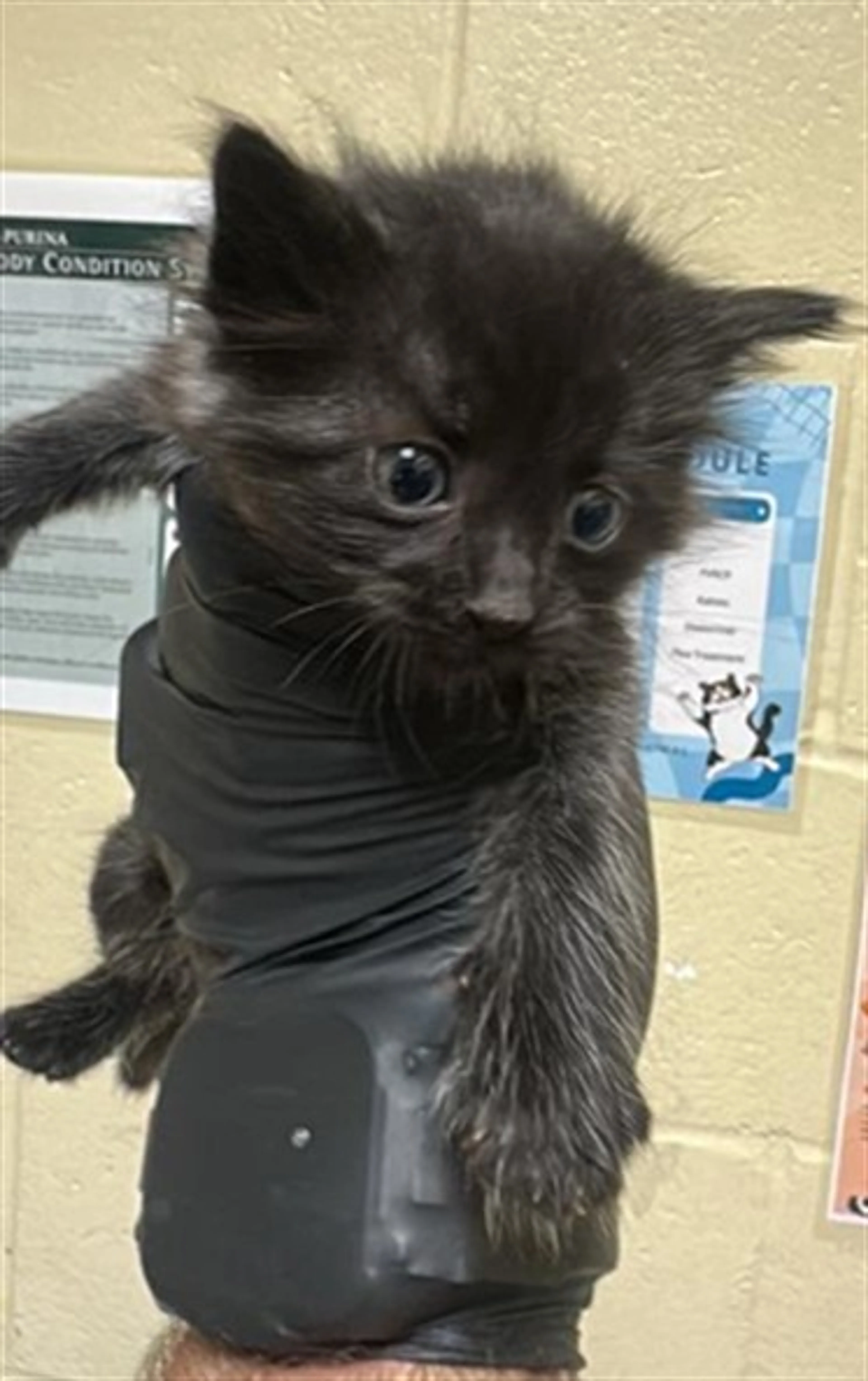 Found pet