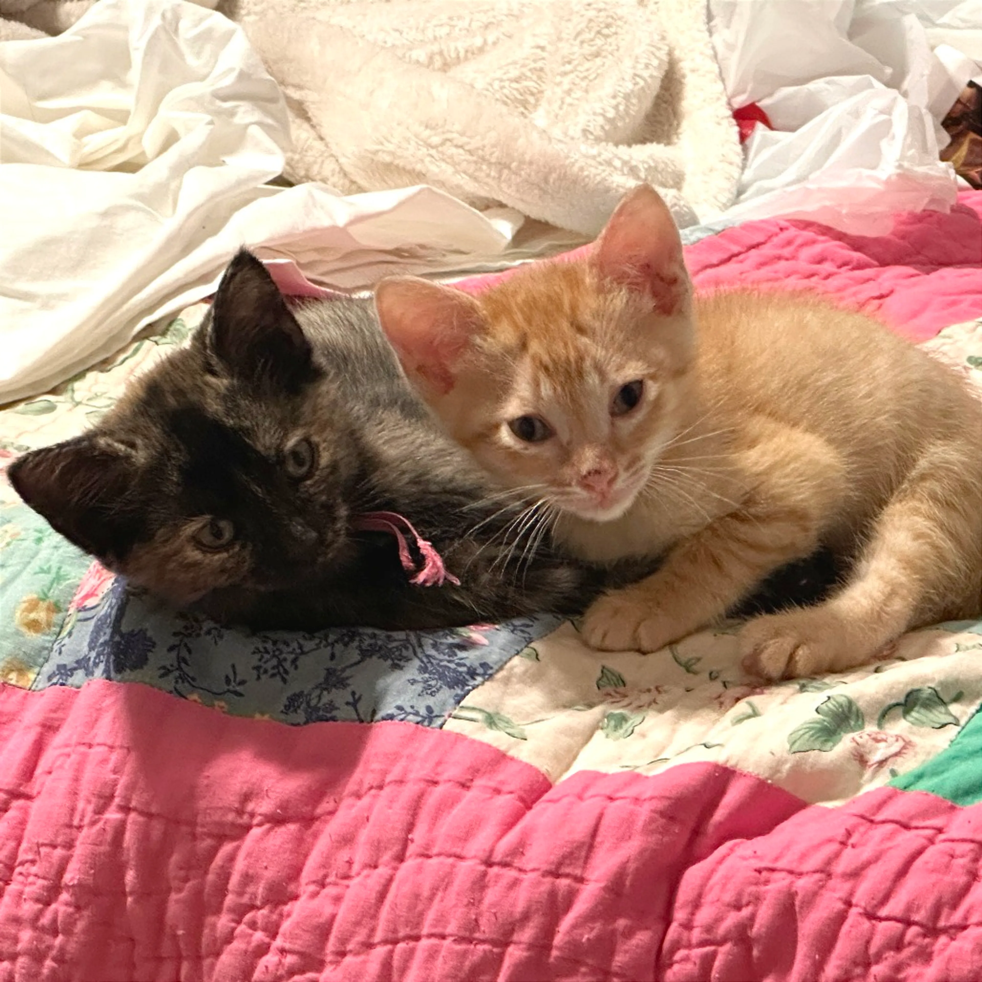Found pet-2