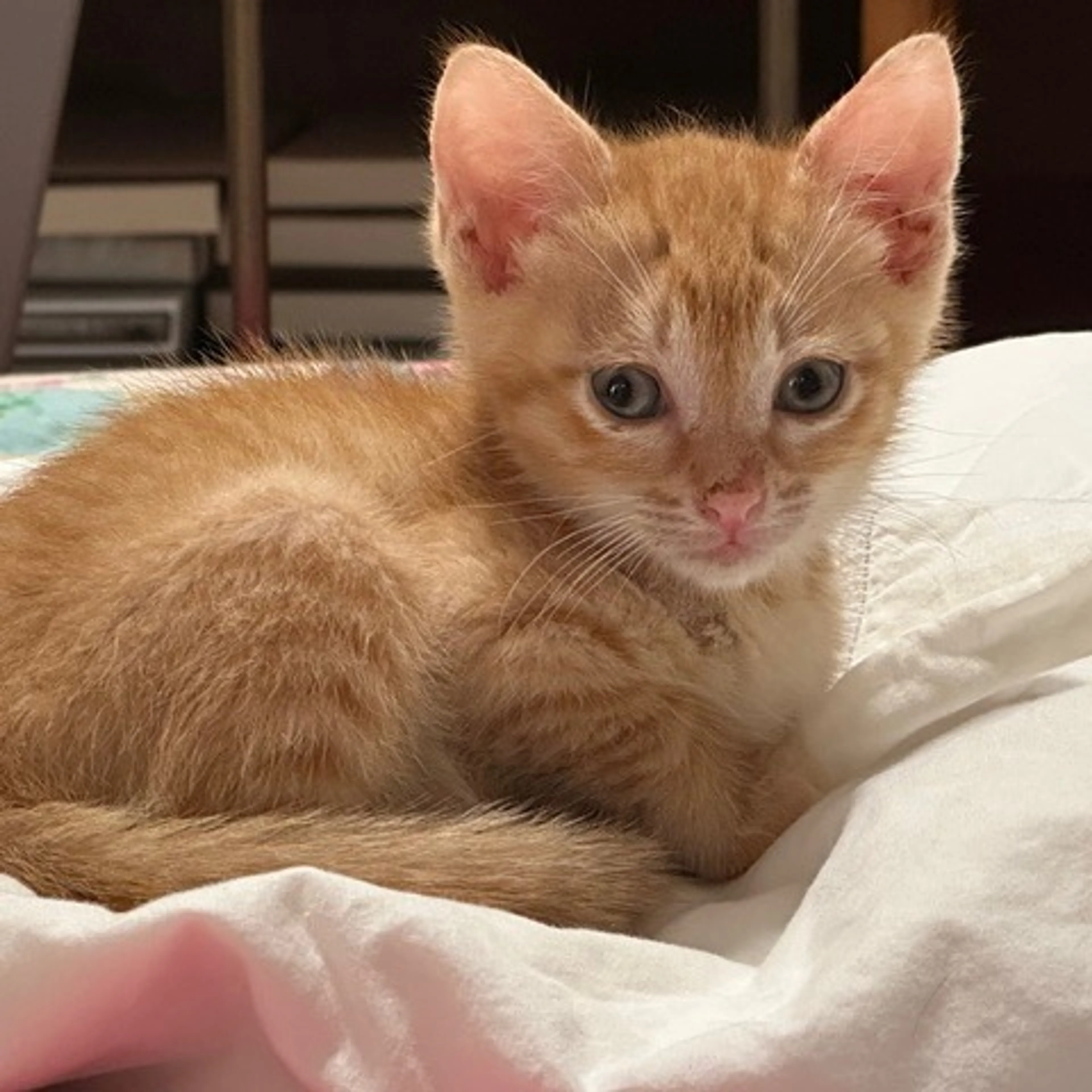 Found pet-0