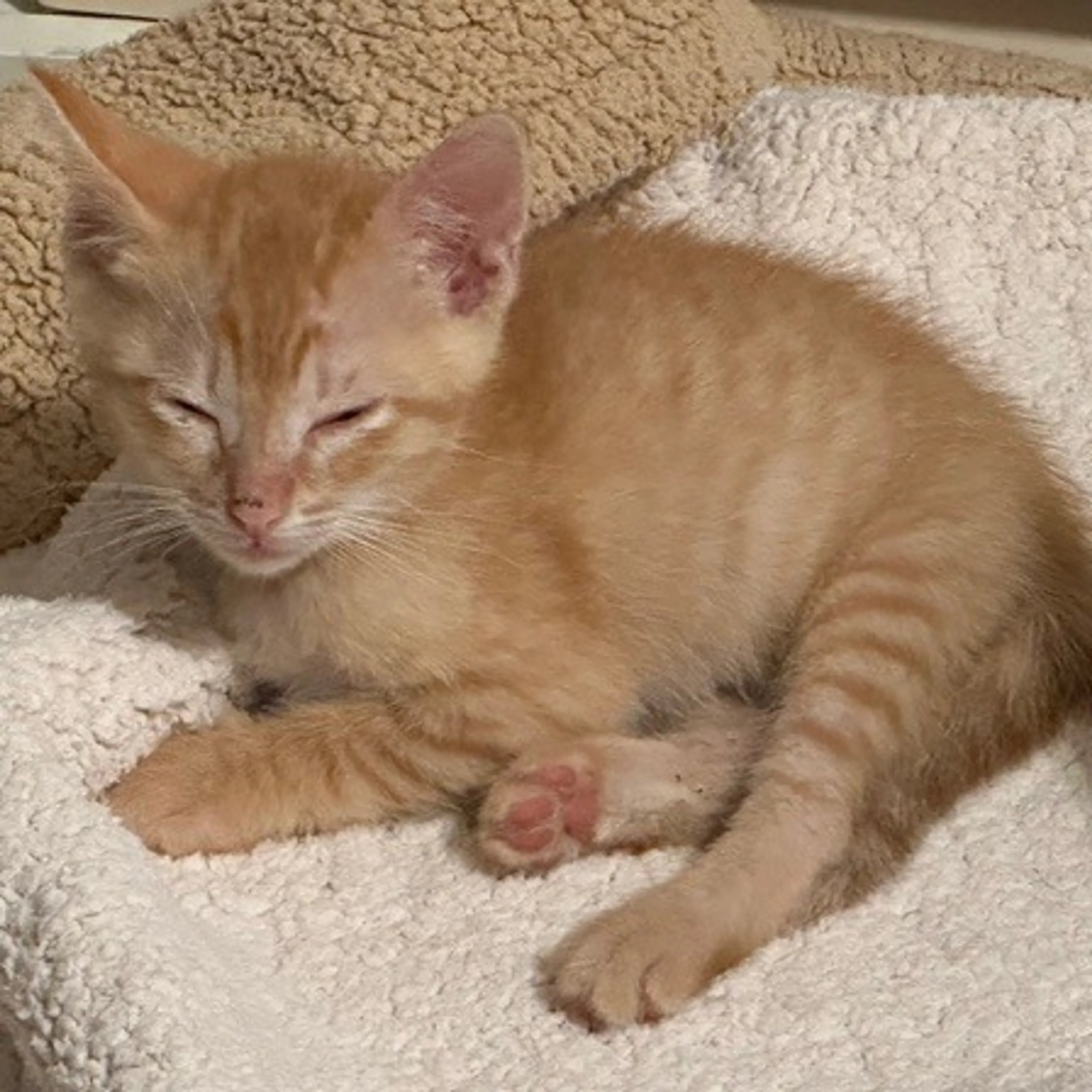 Found pet-1