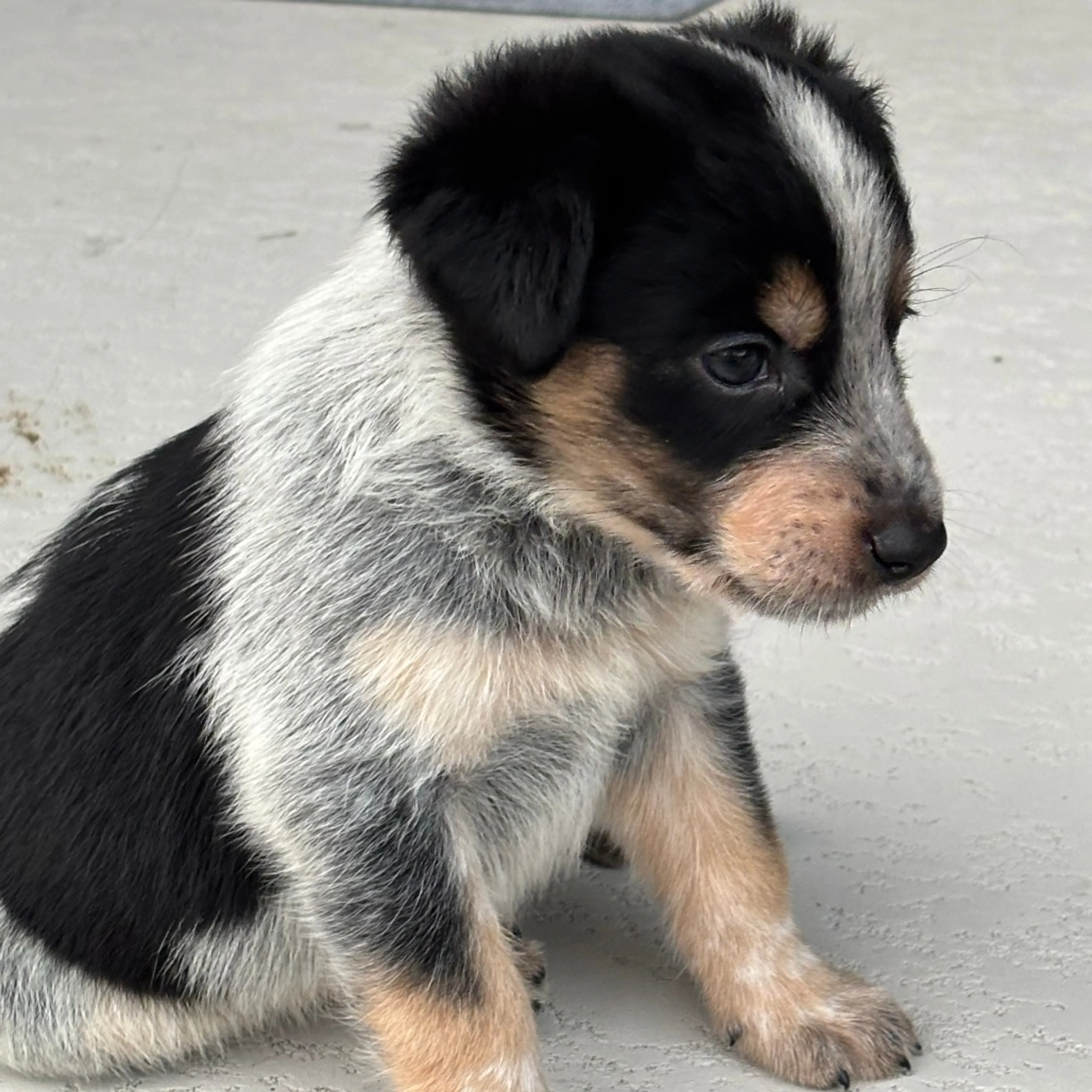Found pet-4
