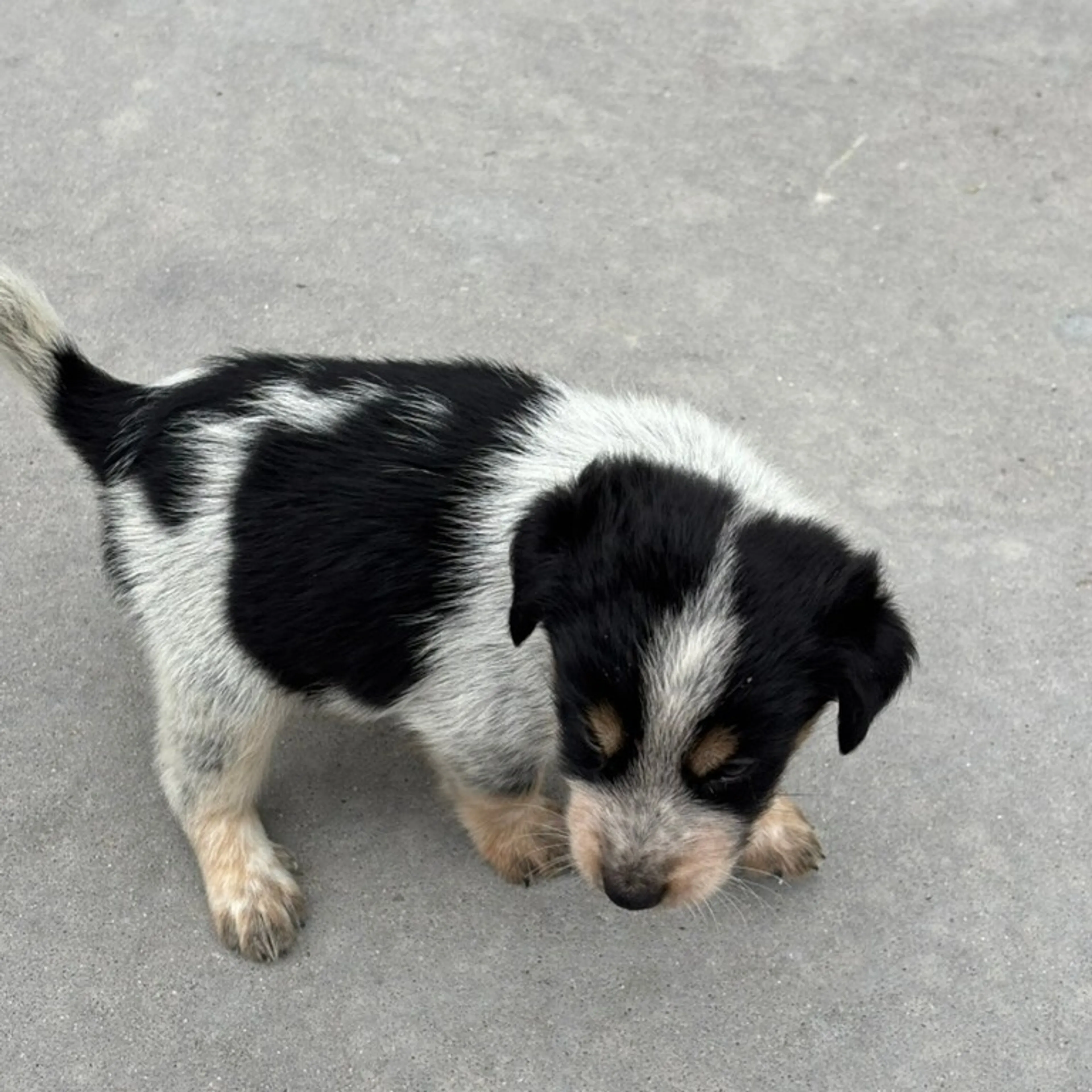 Found pet-3