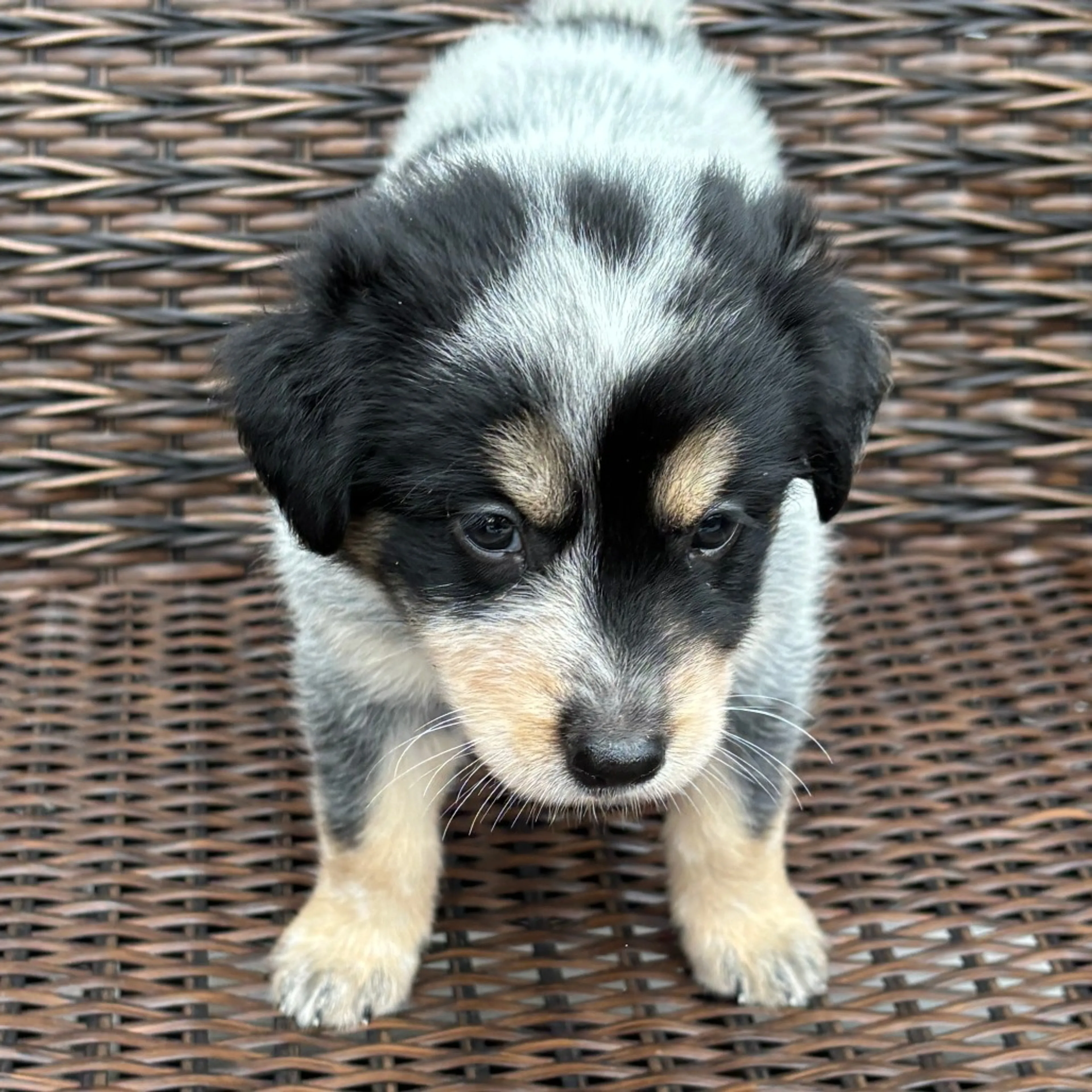 Found pet-6