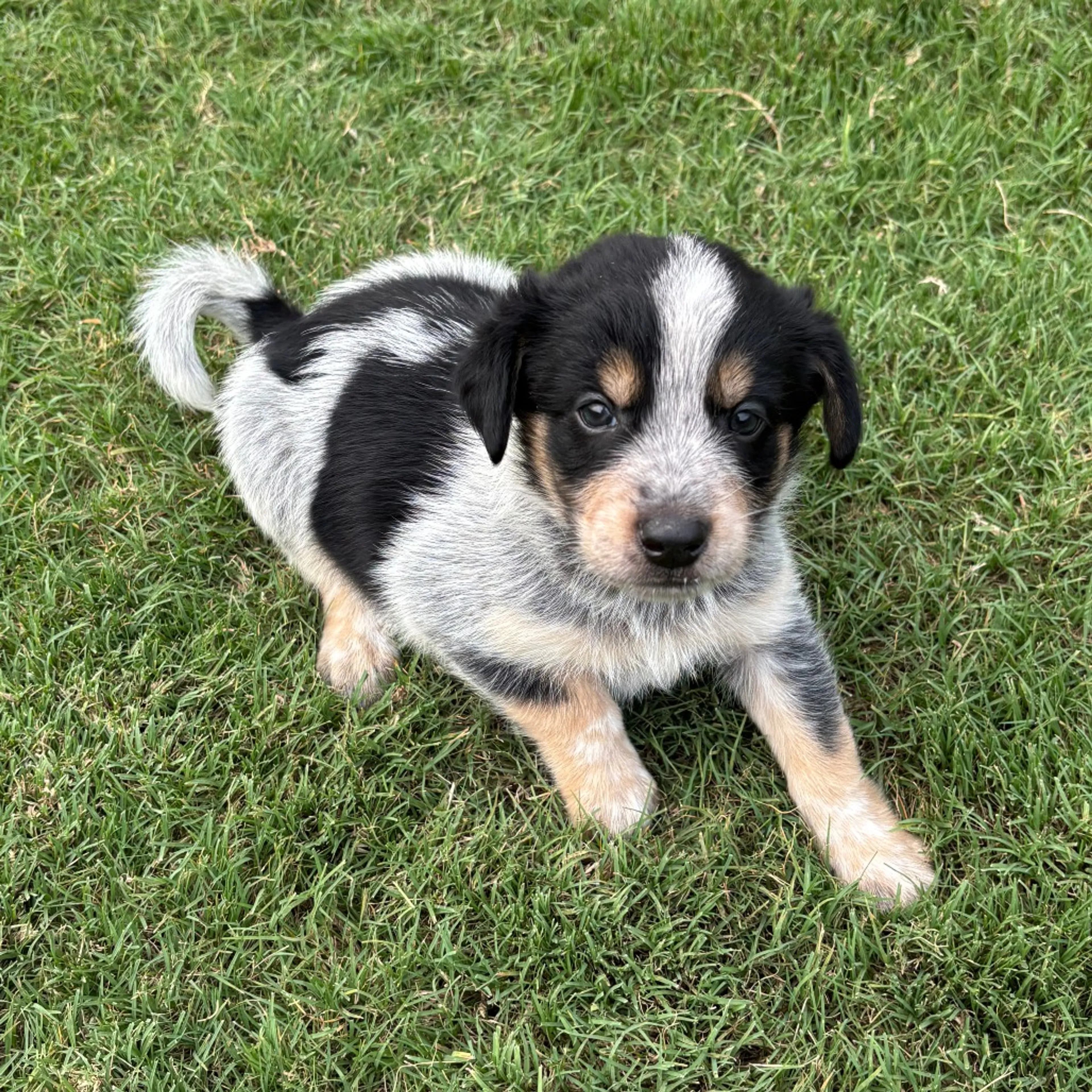 Found pet-5