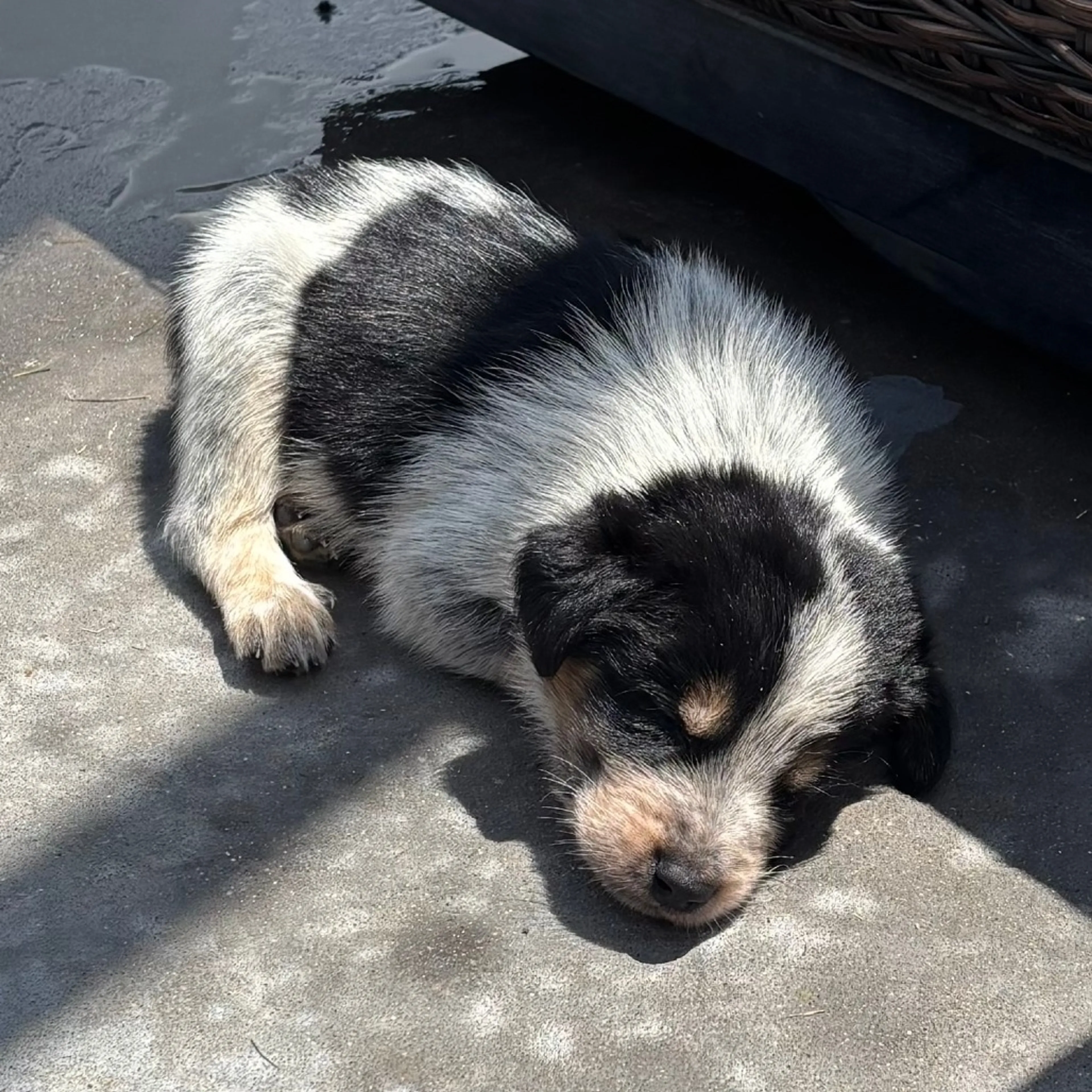 Found pet-1