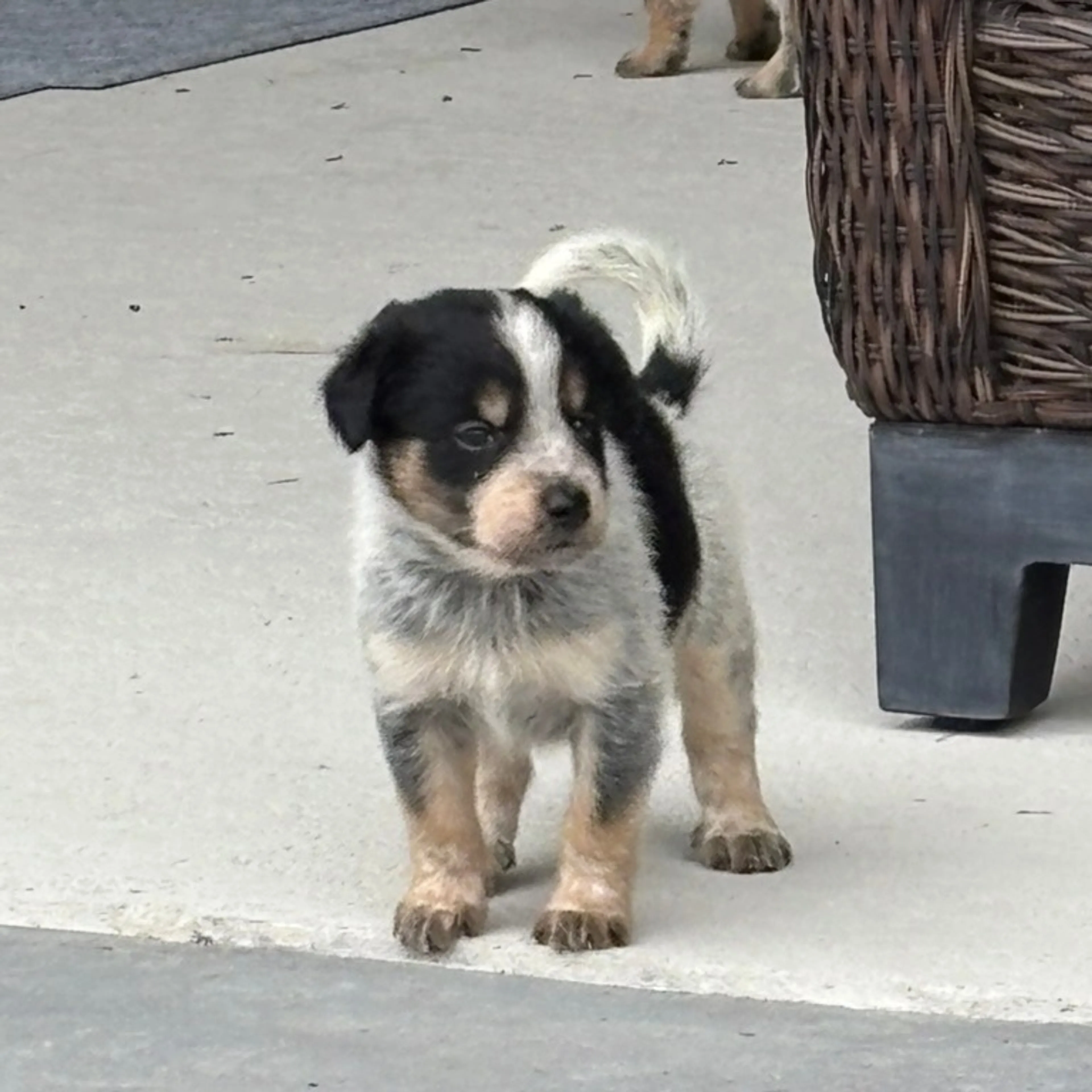 Found pet-0