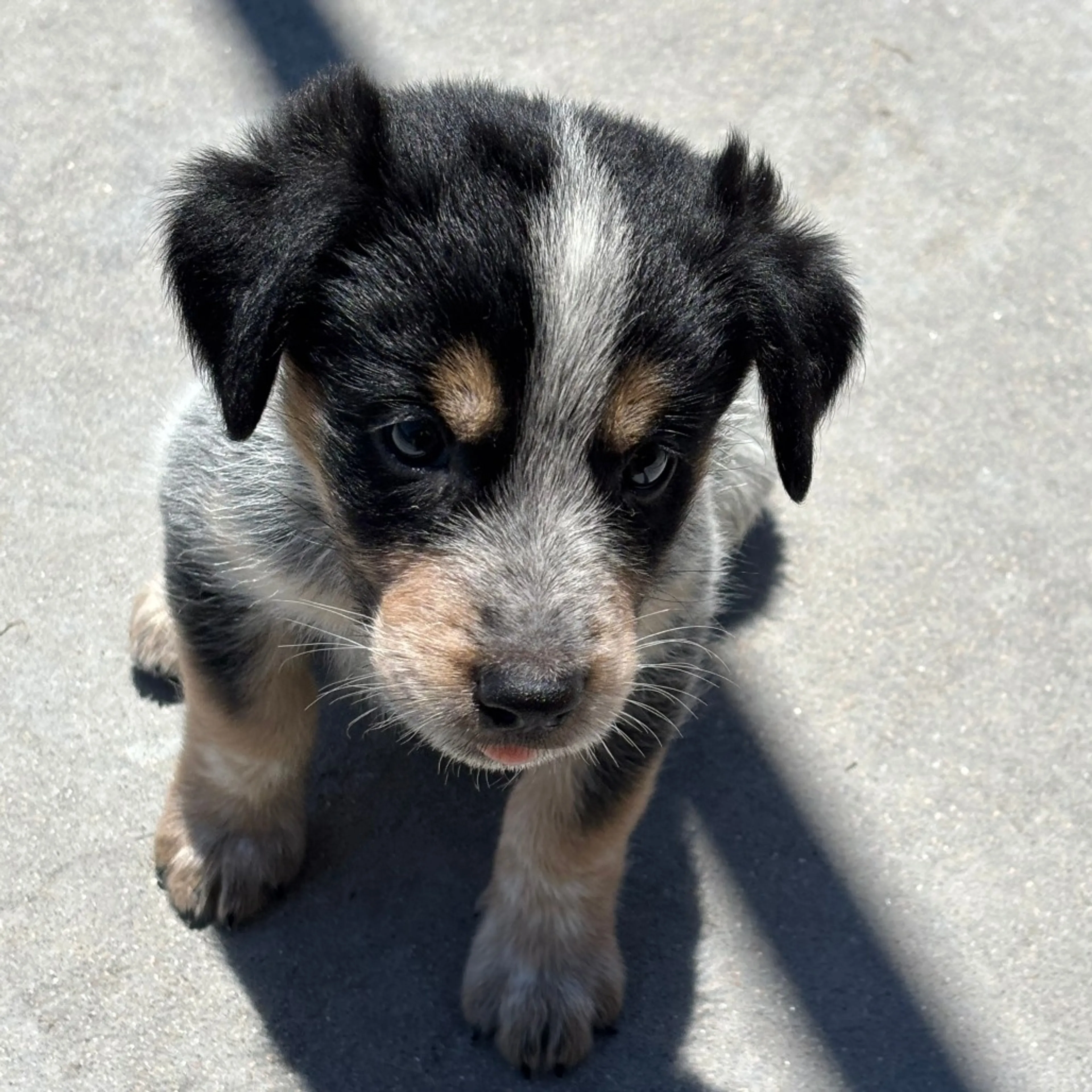 Found pet-7