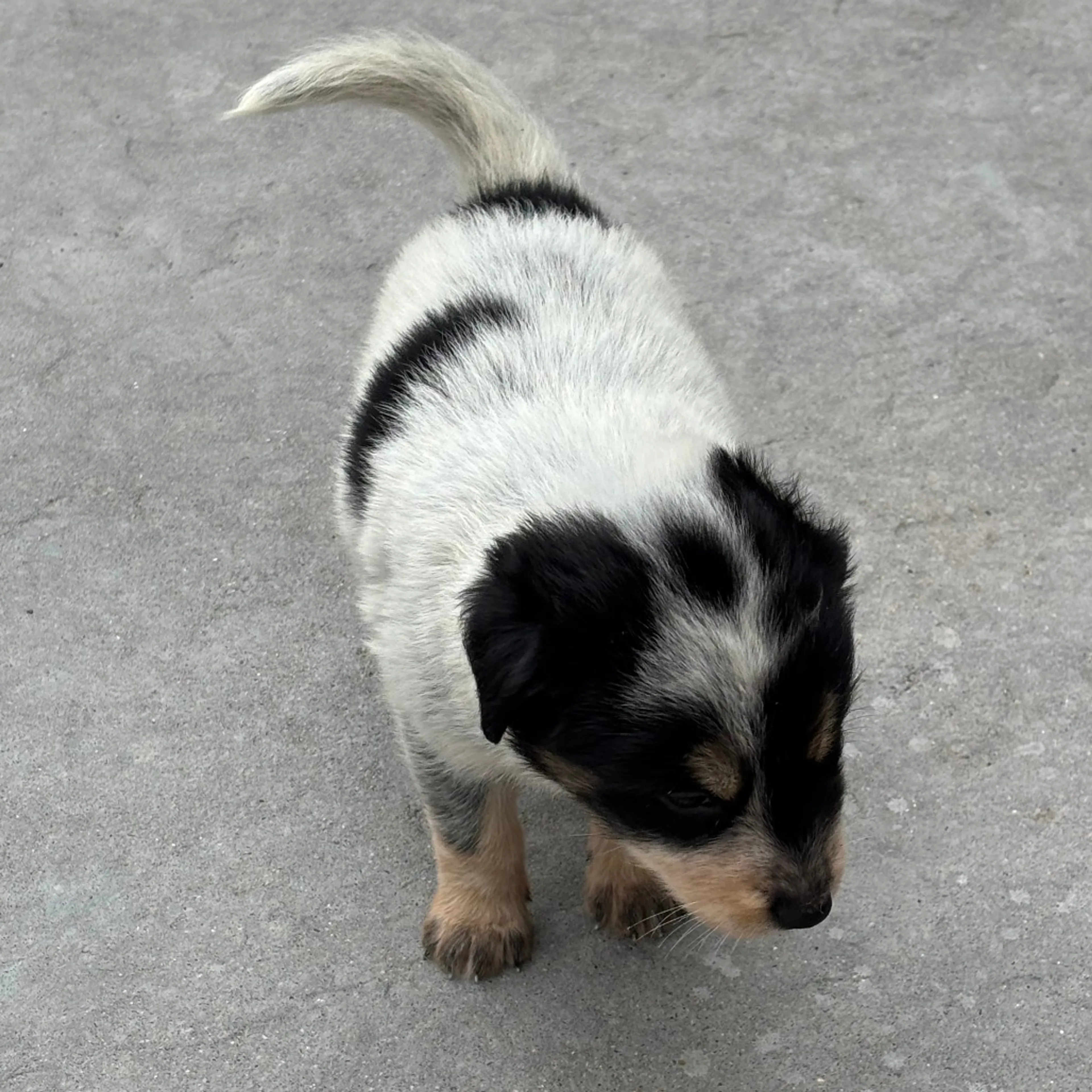 Found pet-2