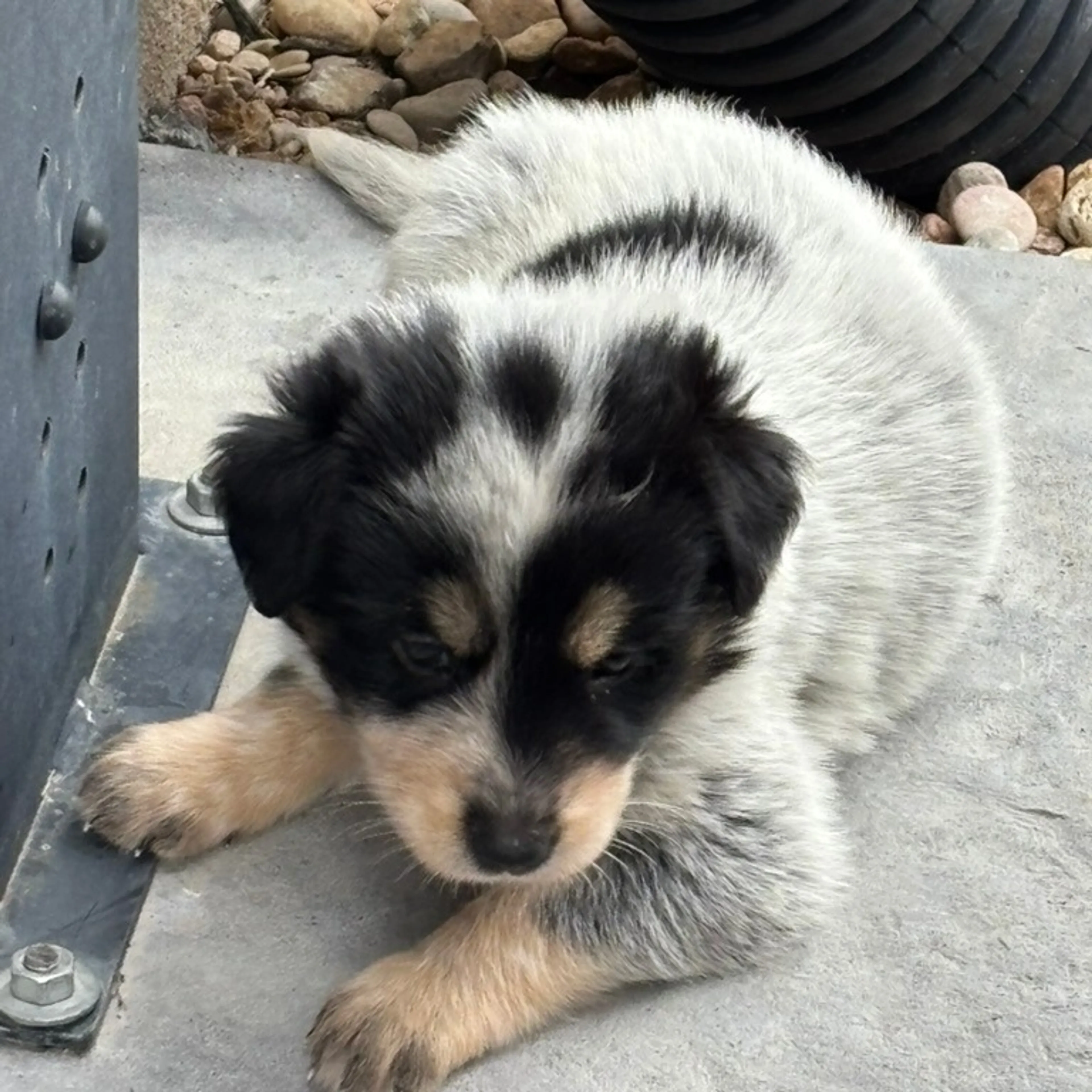 Found pet-5