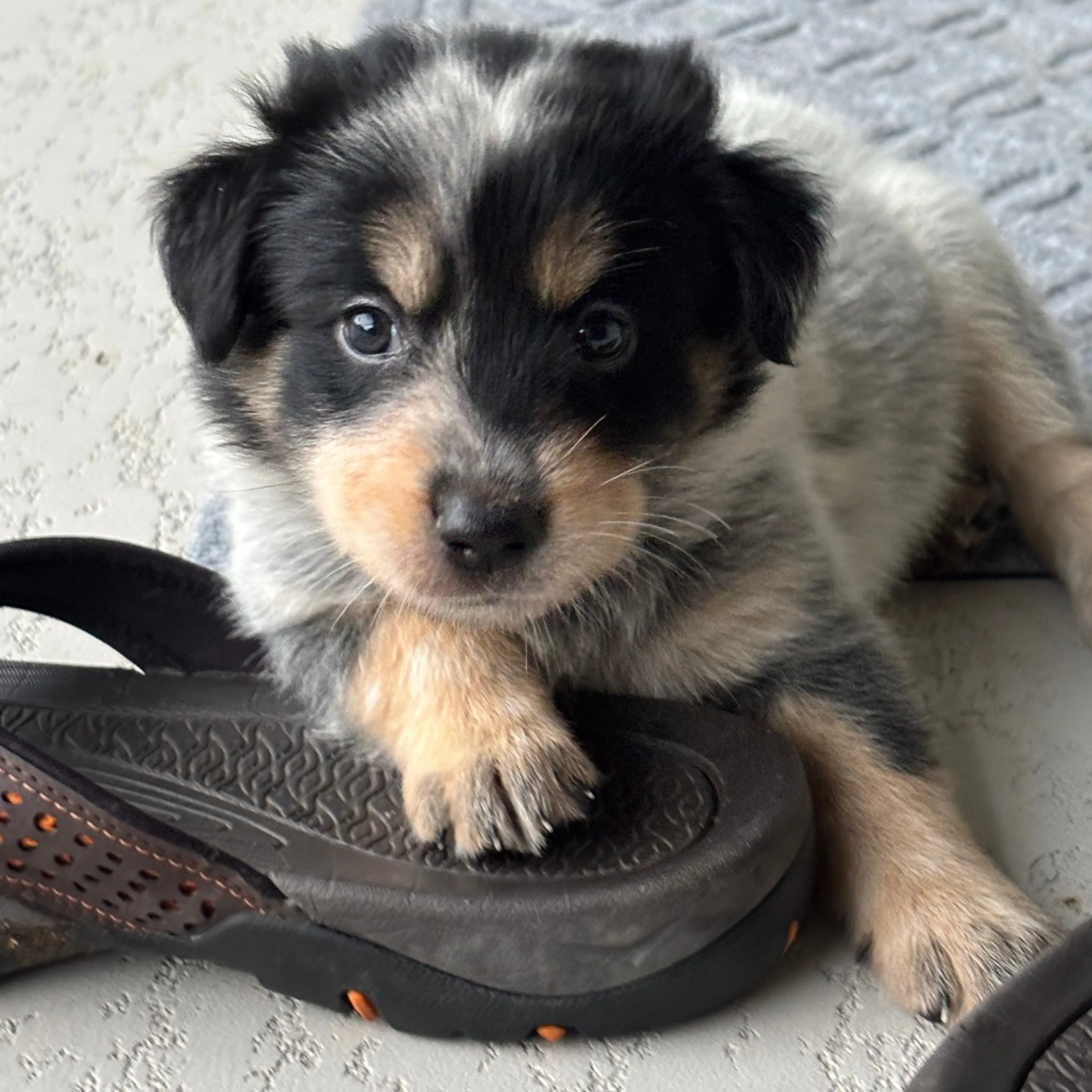 Found pet-6