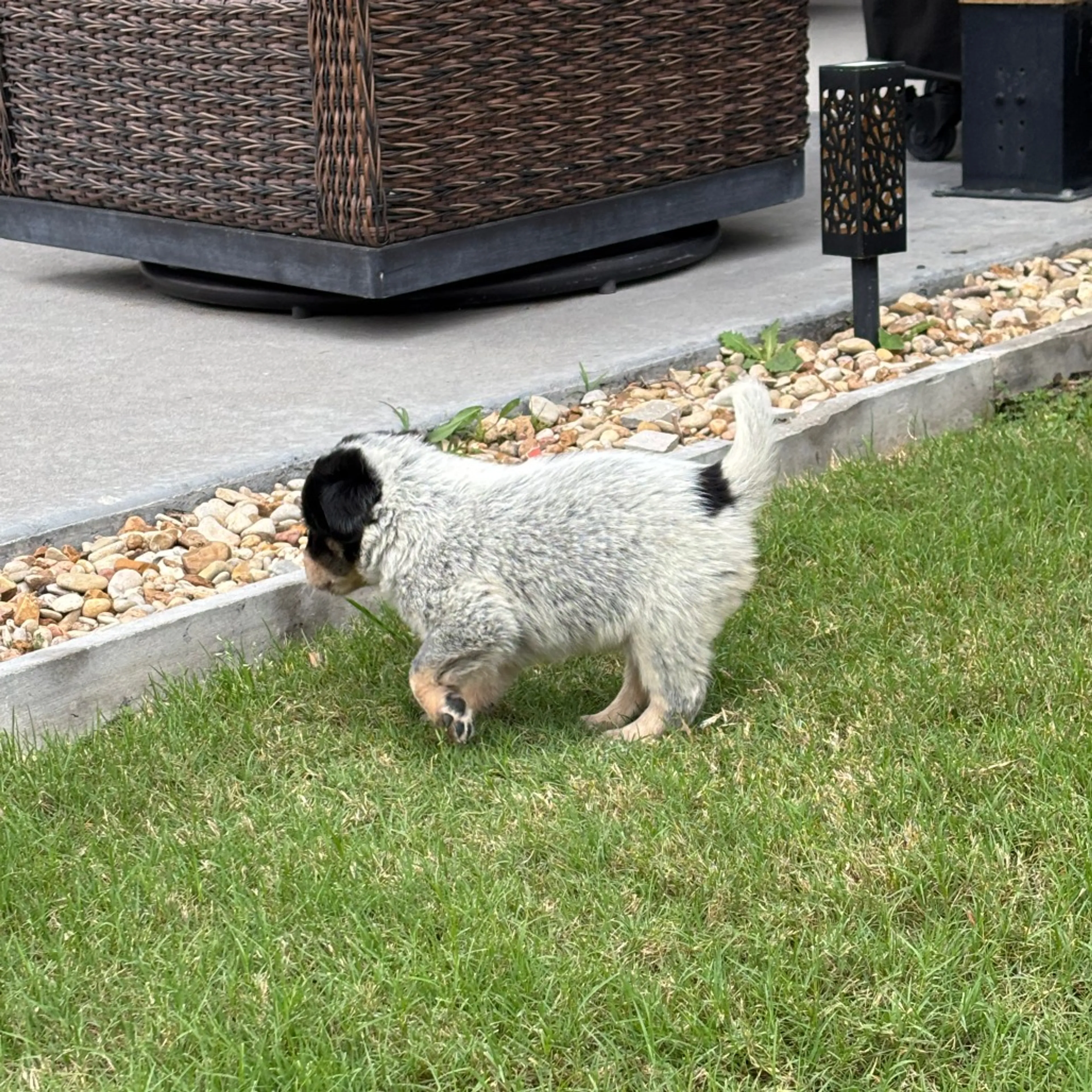 Found pet-1
