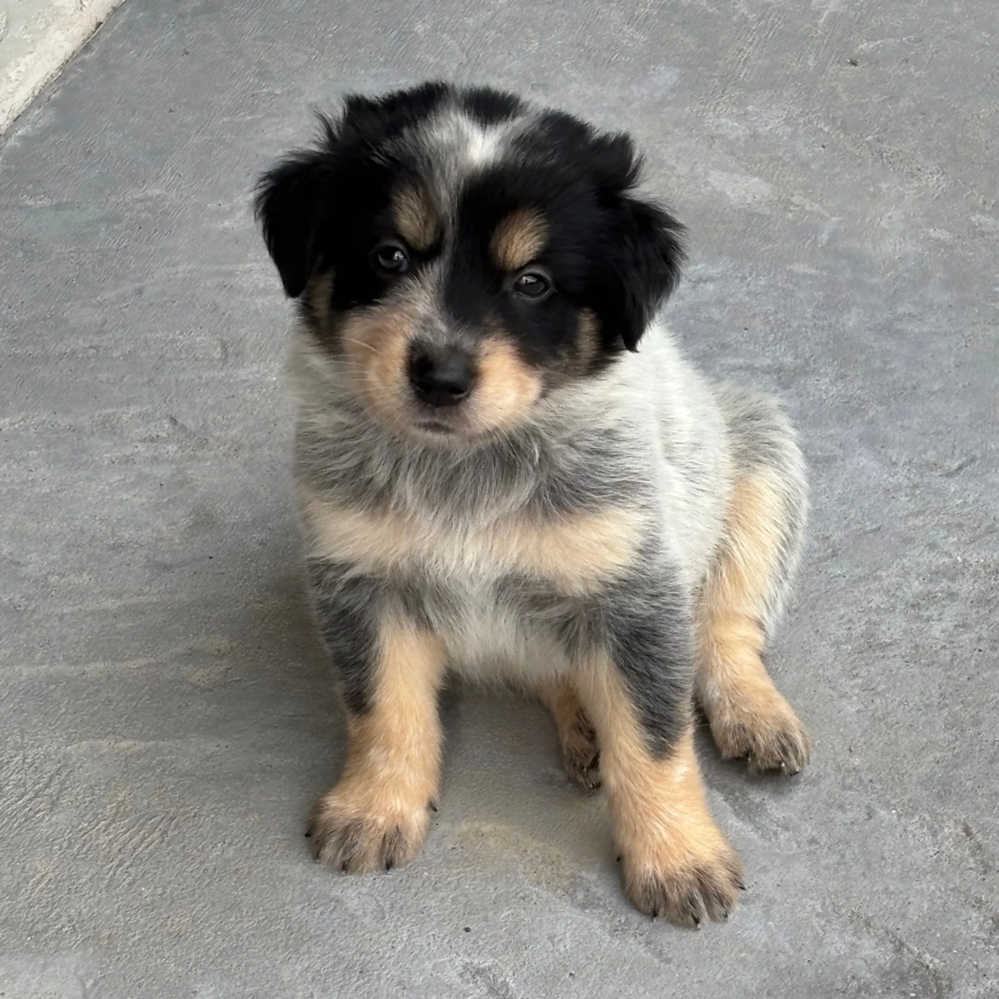 Found pet-0