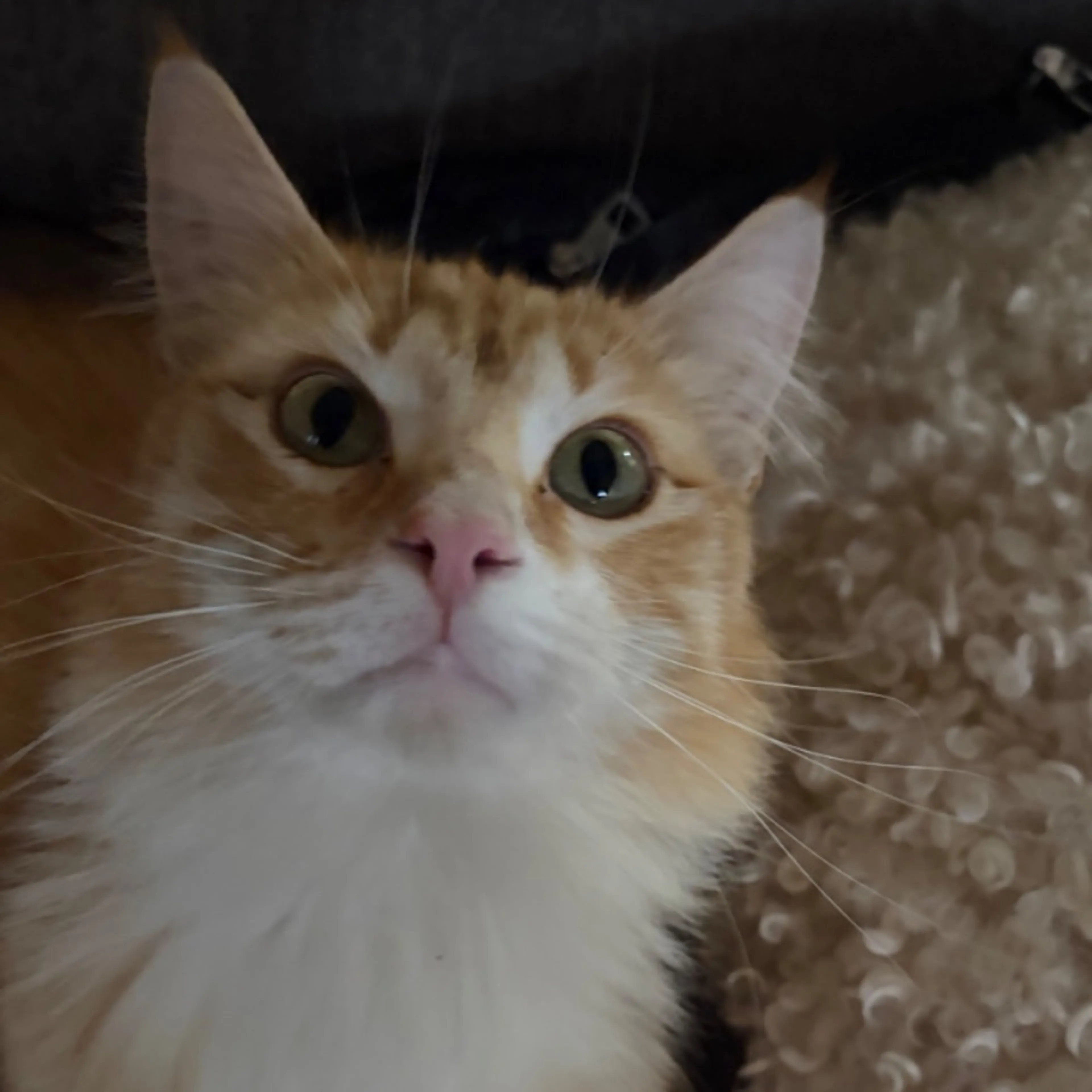 Lost pet