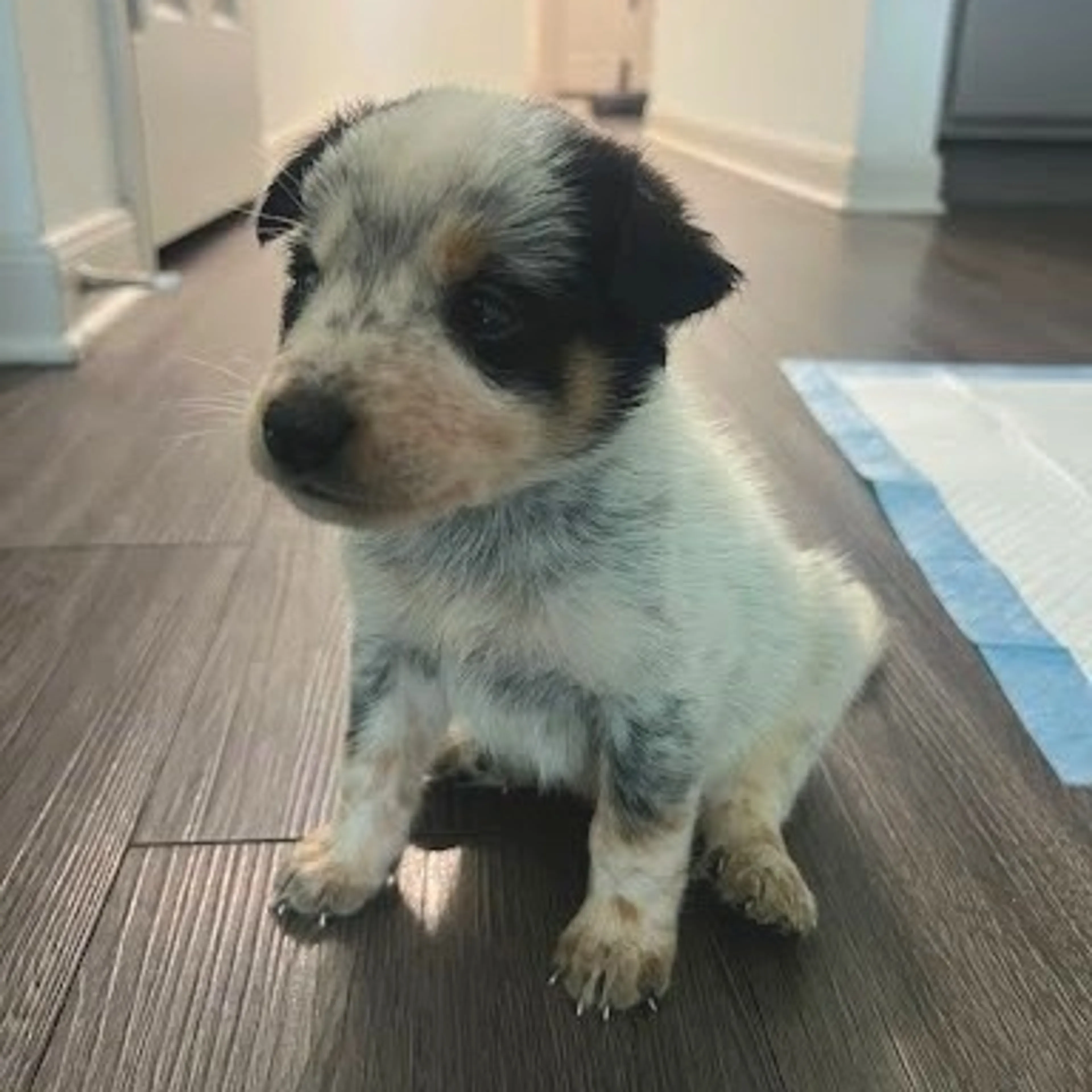 Found pet-1