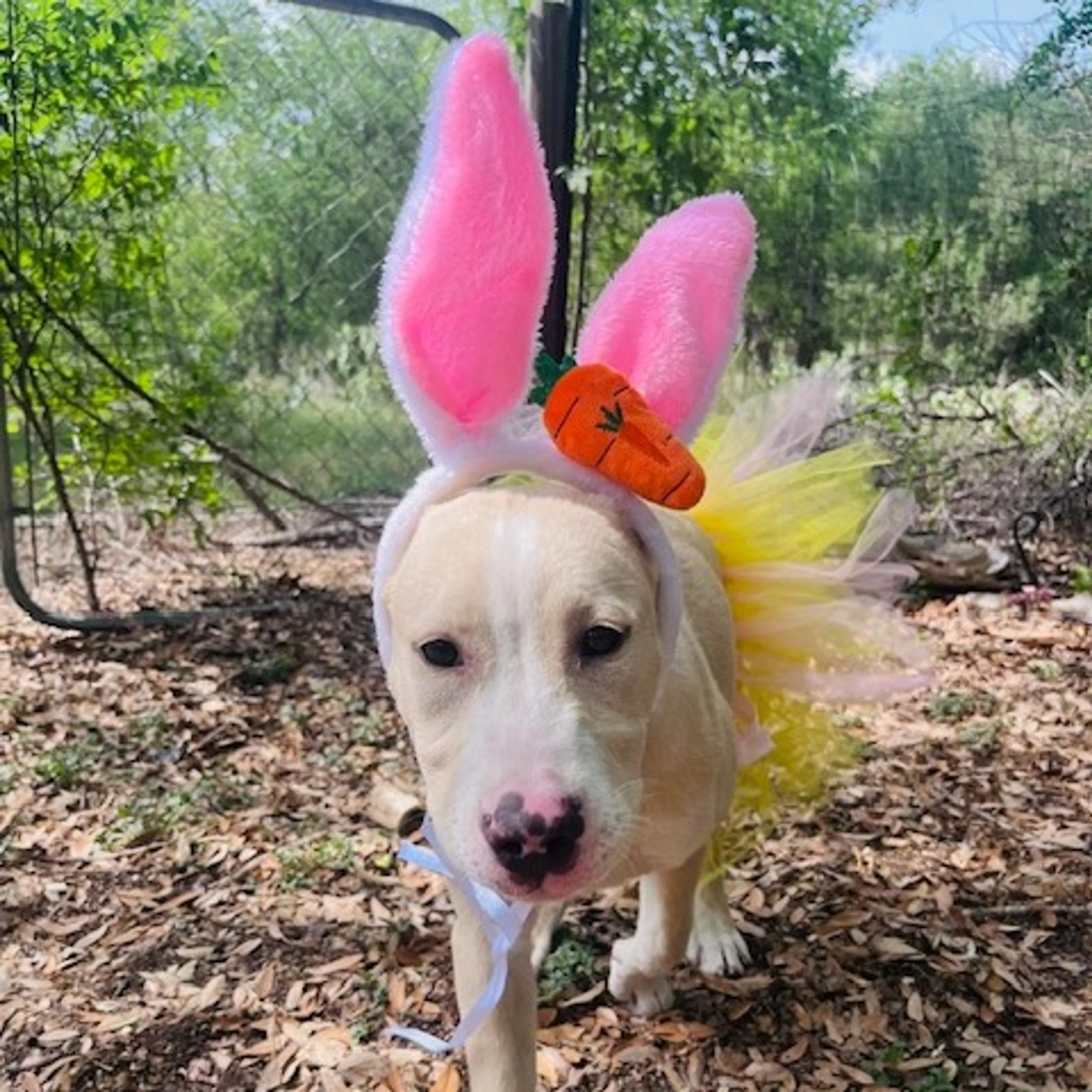 Found pet-3