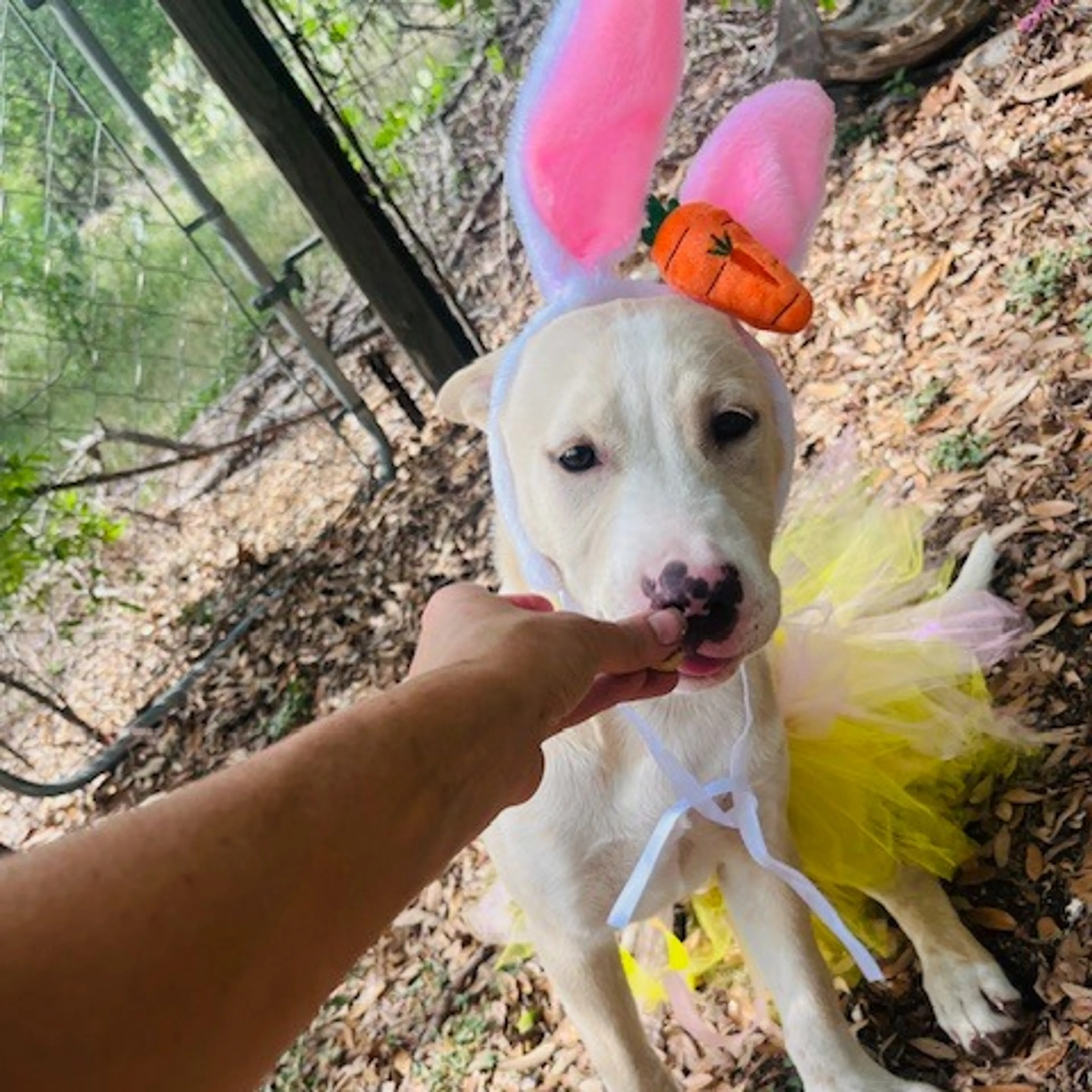 Found pet-2