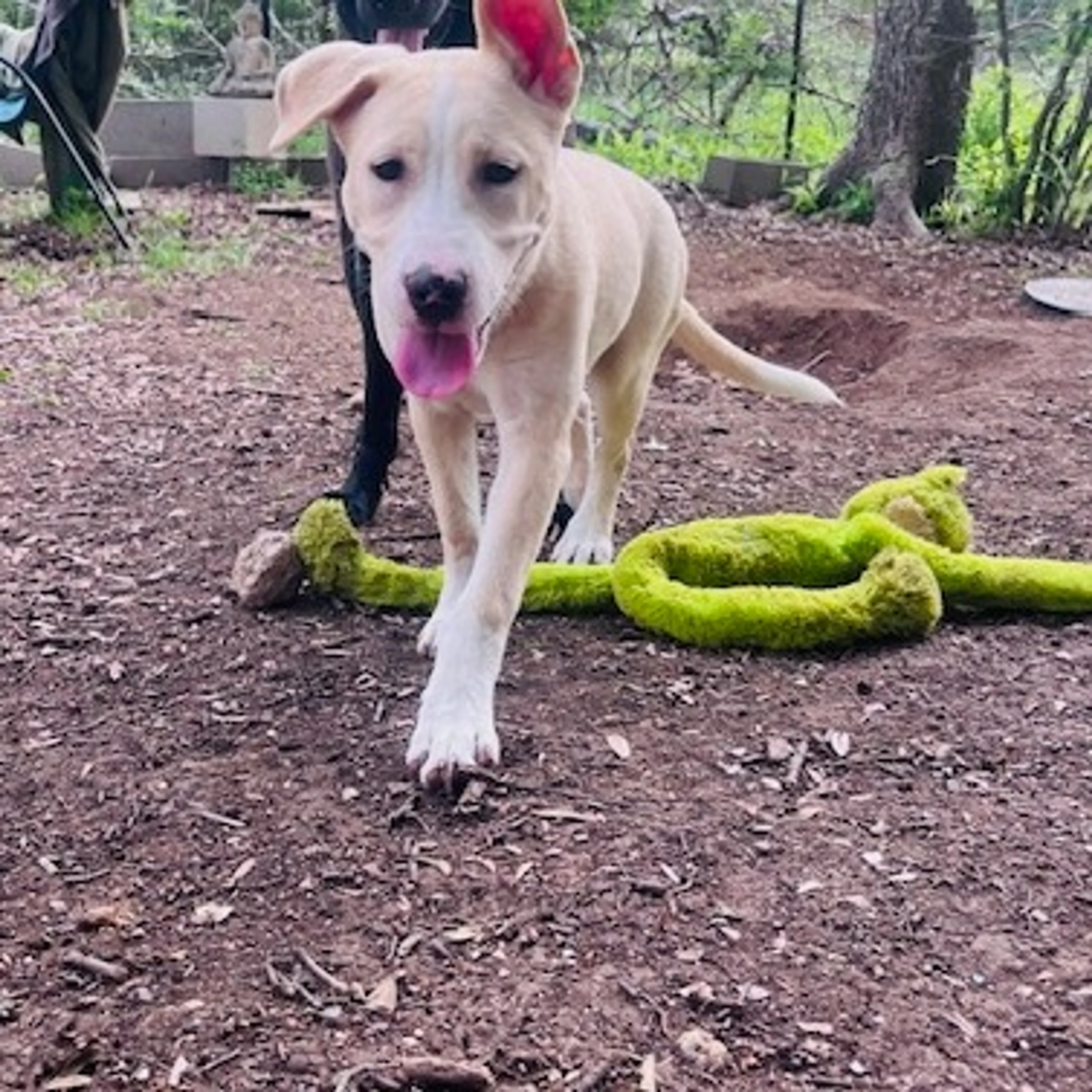 Found pet-1