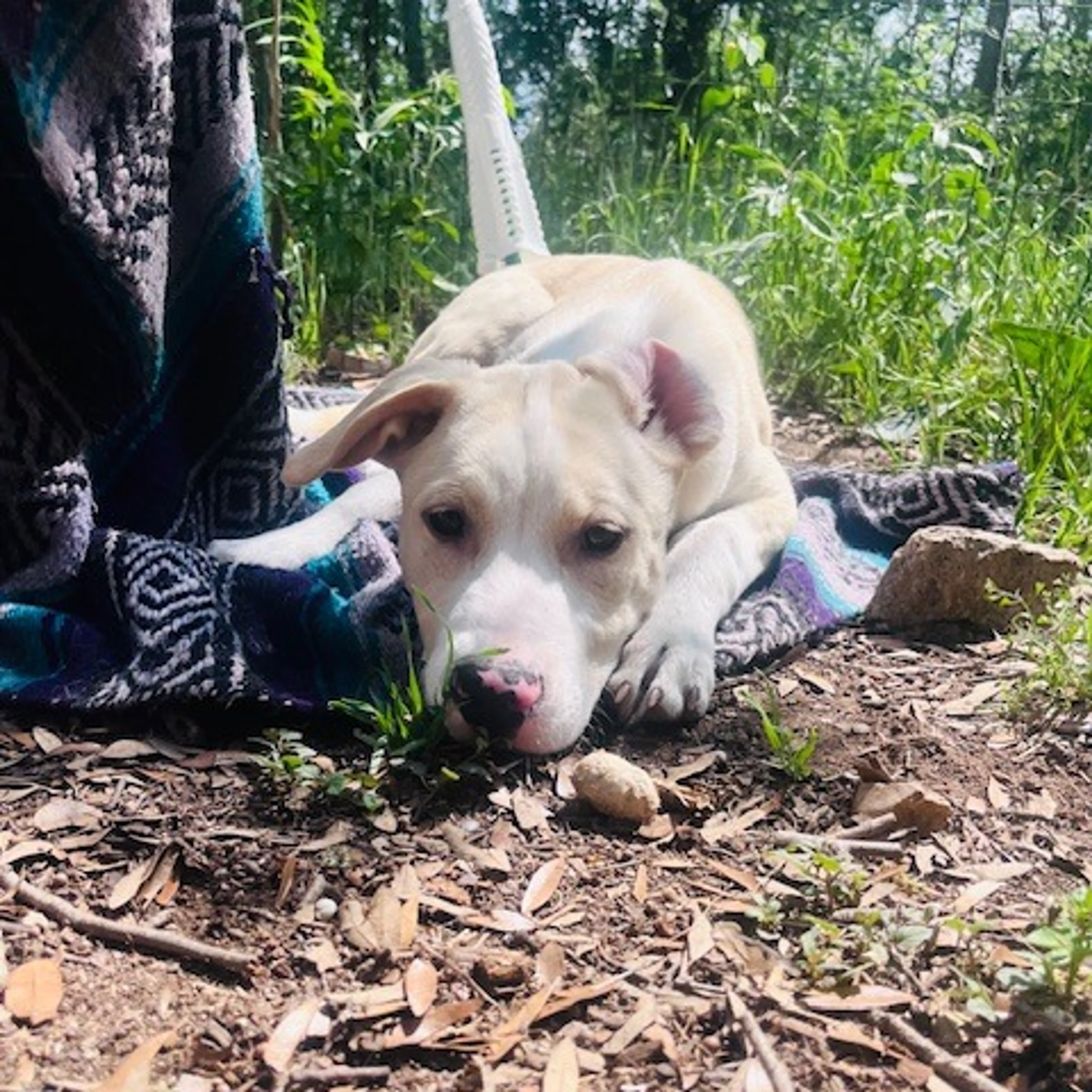 Found pet-1