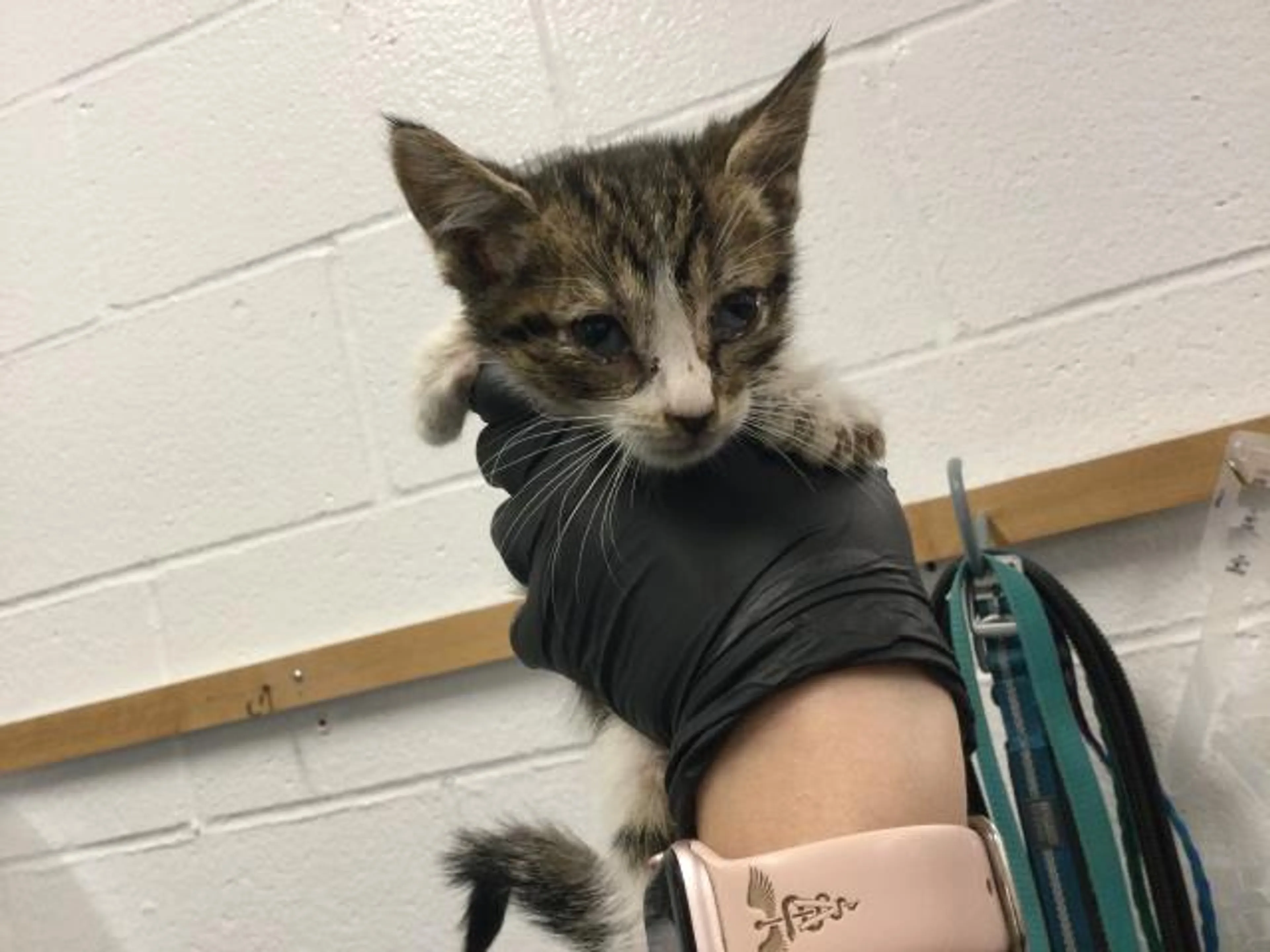 Found pet