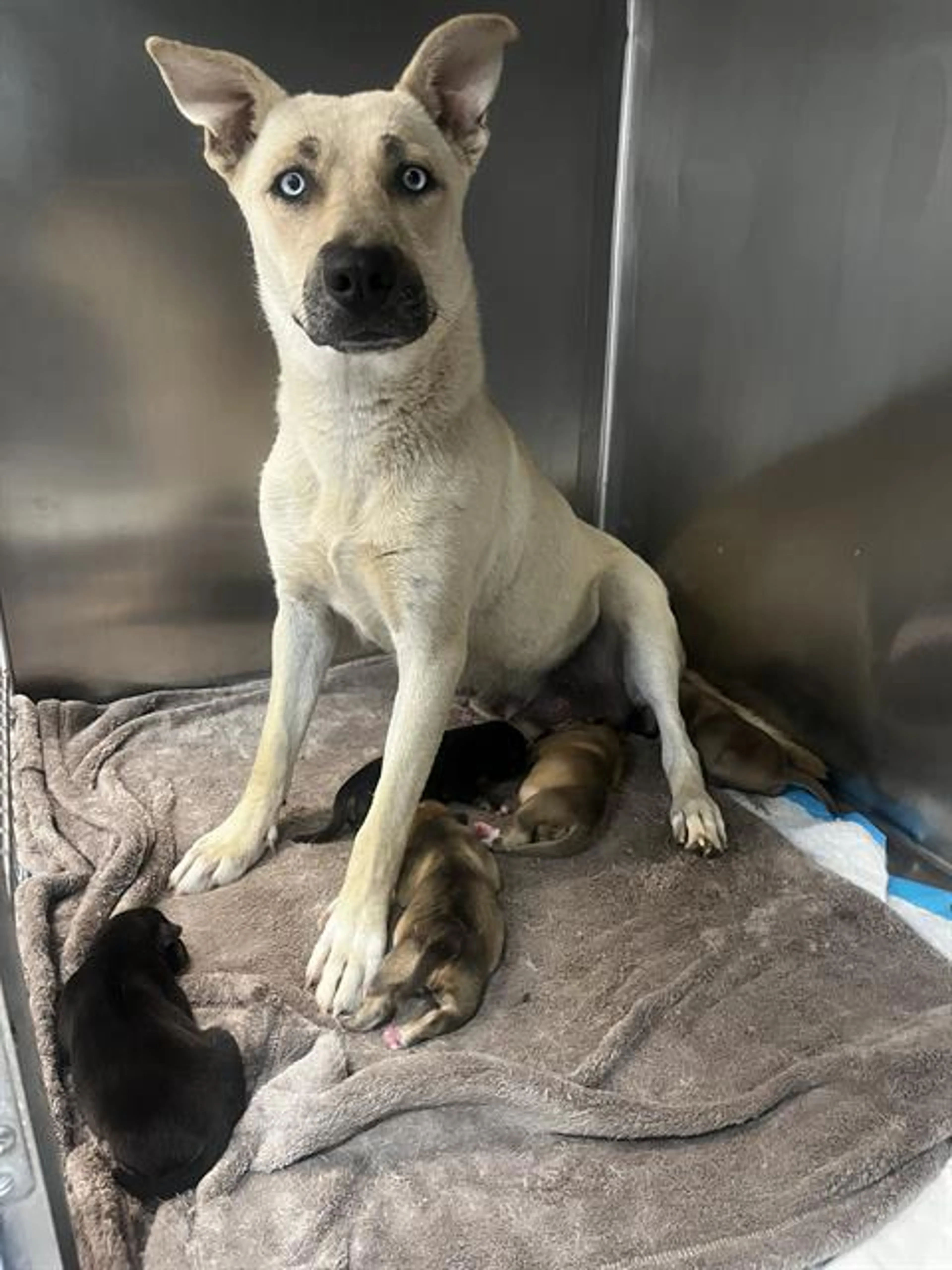 Found pet