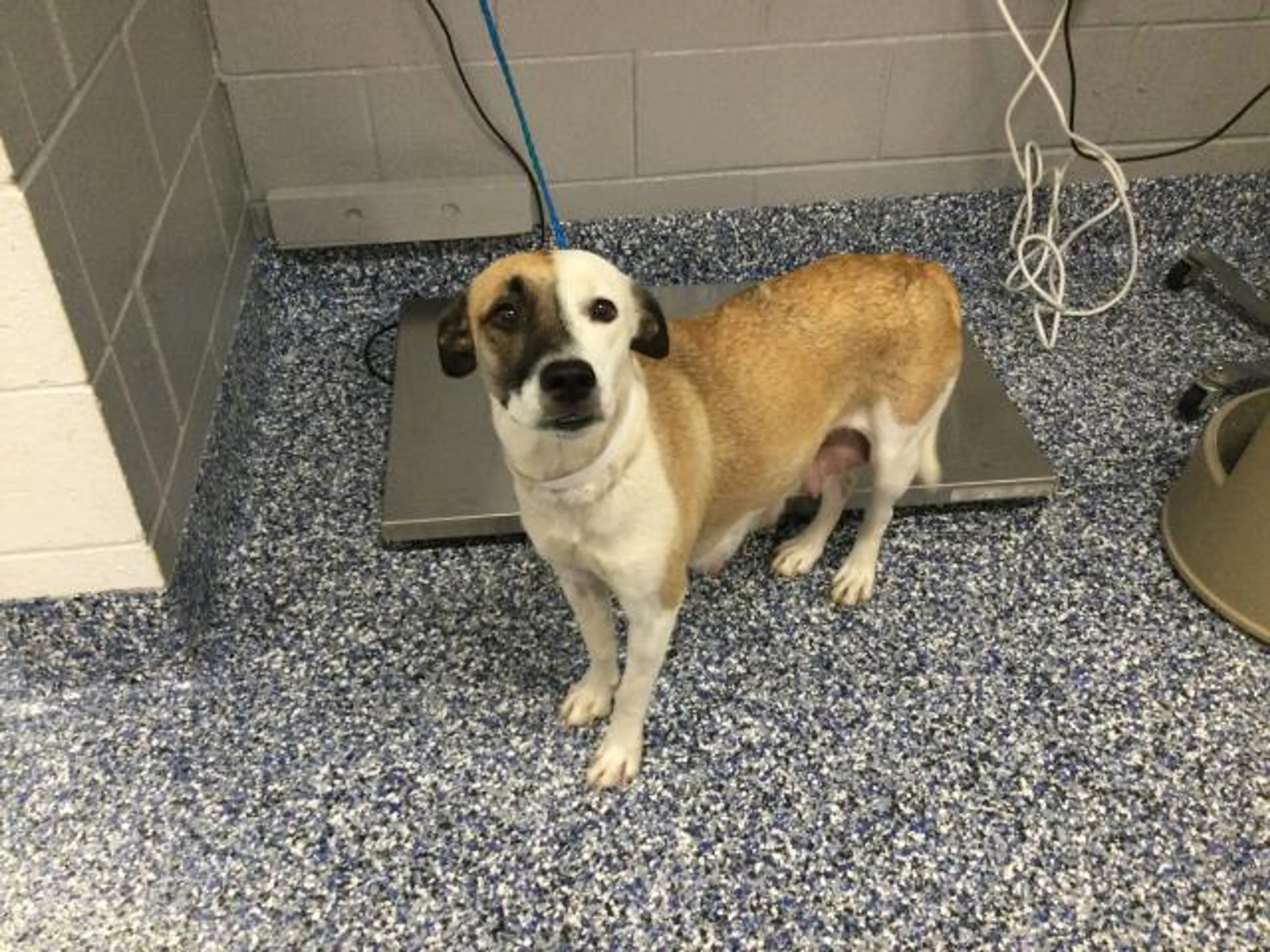 Found pet