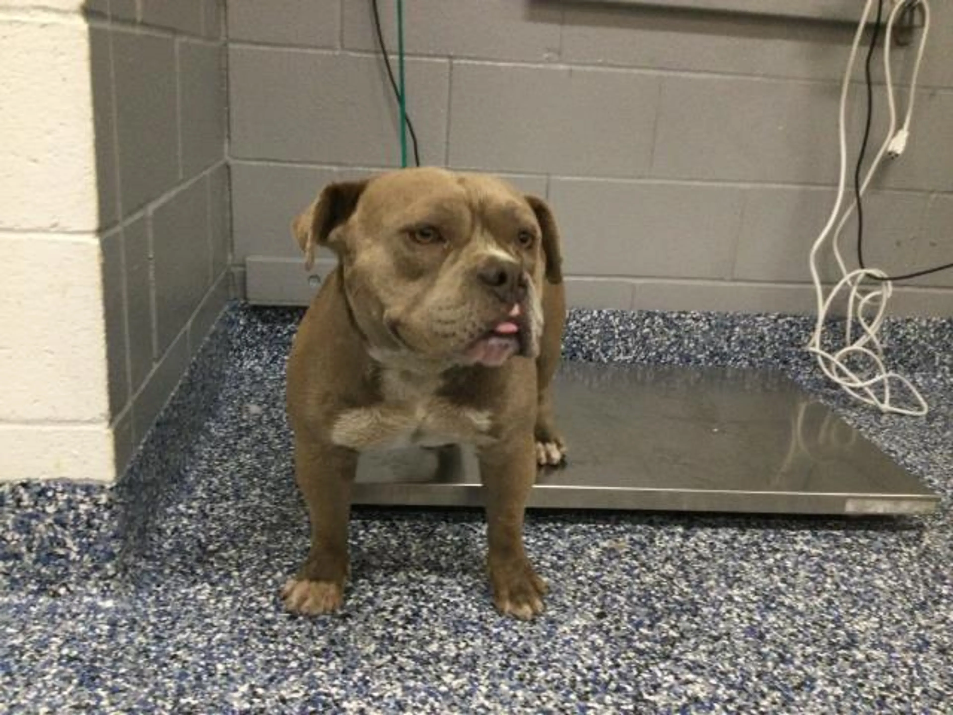 Found pet