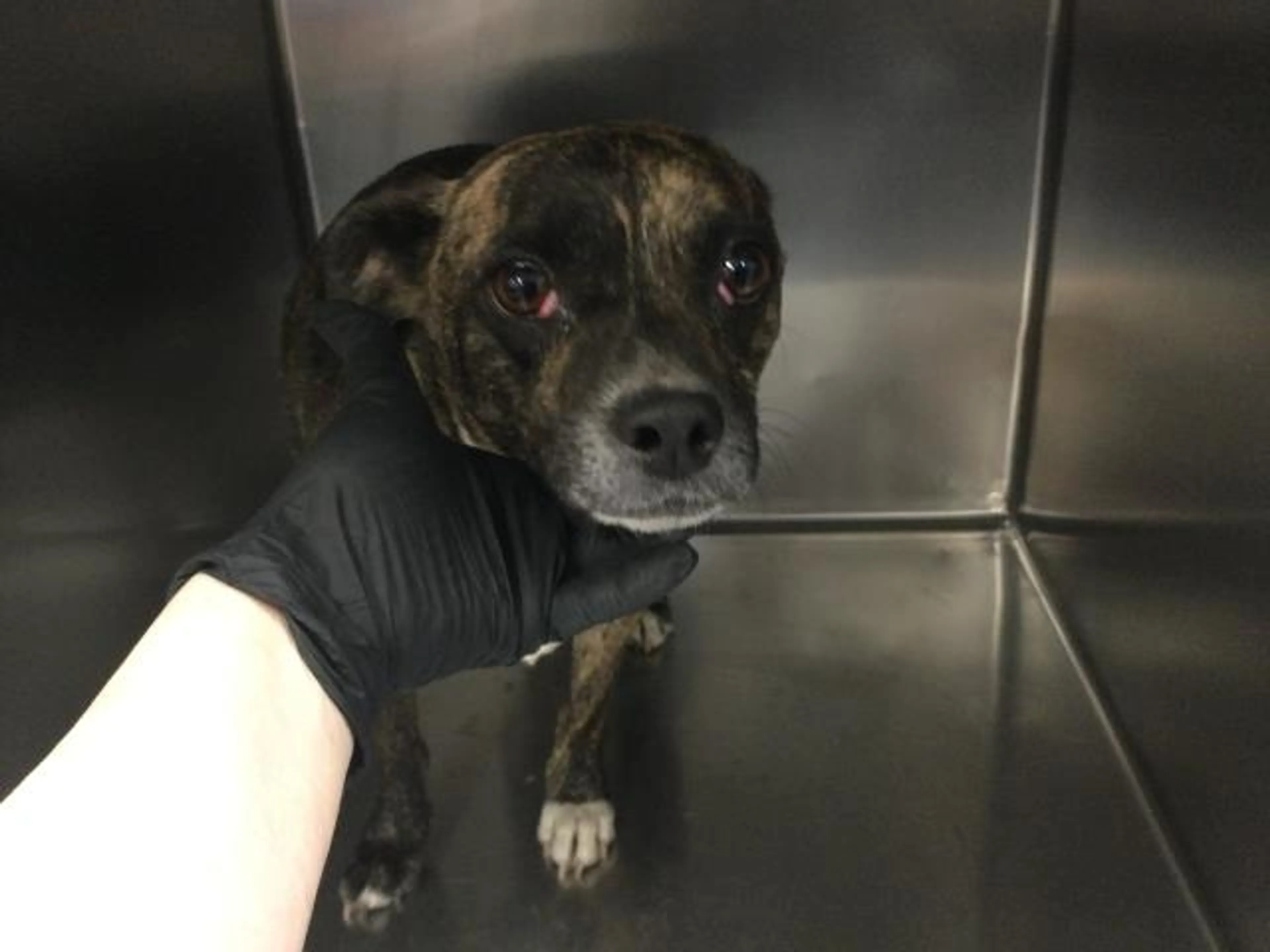 Found pet